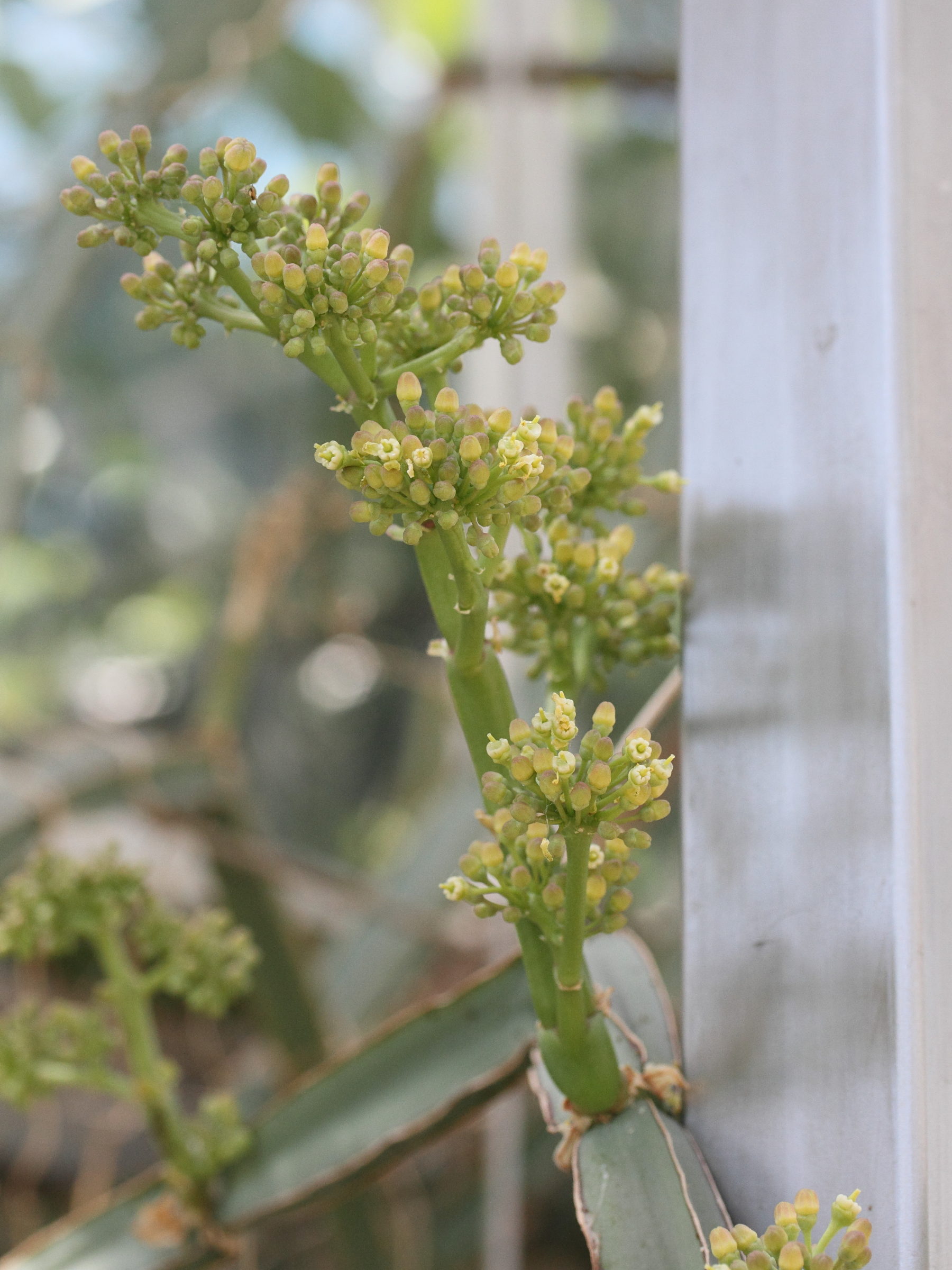 cissus_quadrangula2md