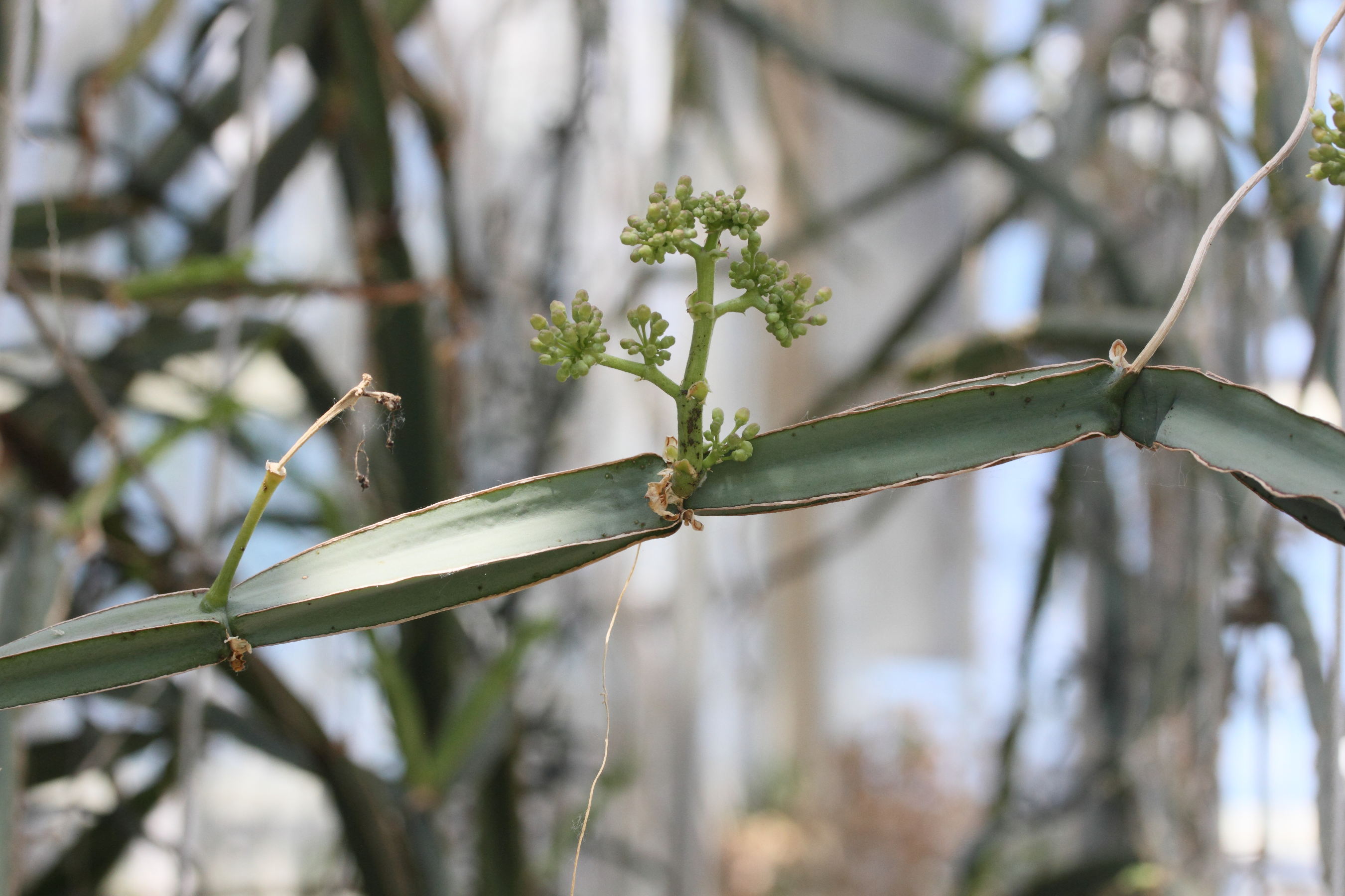 cissus_quadrangula3md