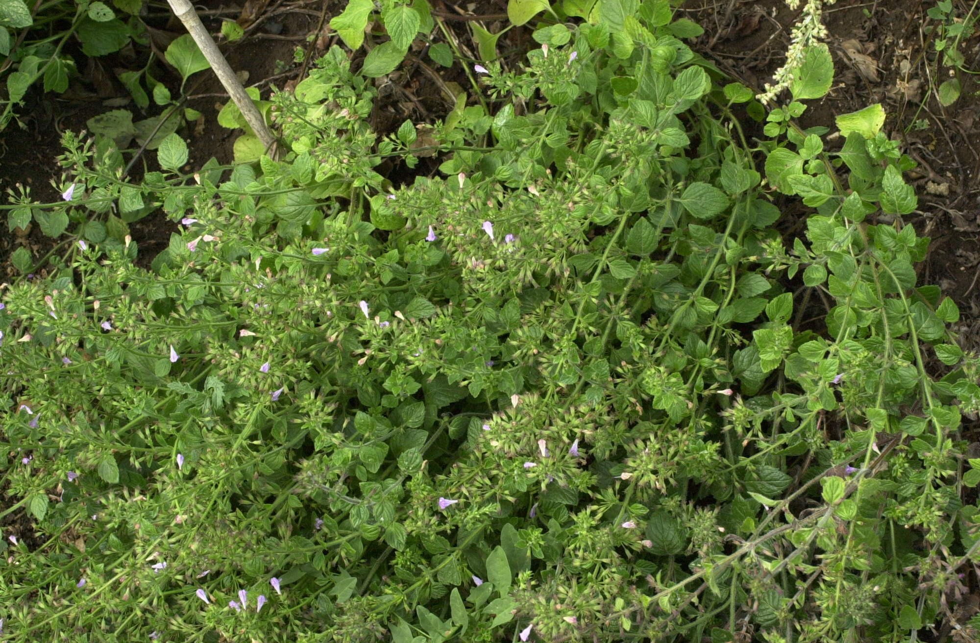 Afficher le média clinopodium_nepeta1md clinopodium_nepeta1md