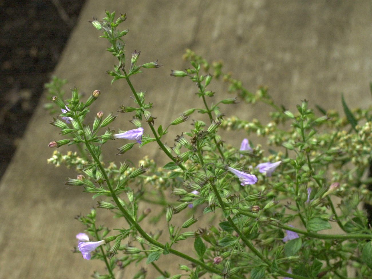 Afficher le média clinopodium_nepeta2md clinopodium_nepeta2md