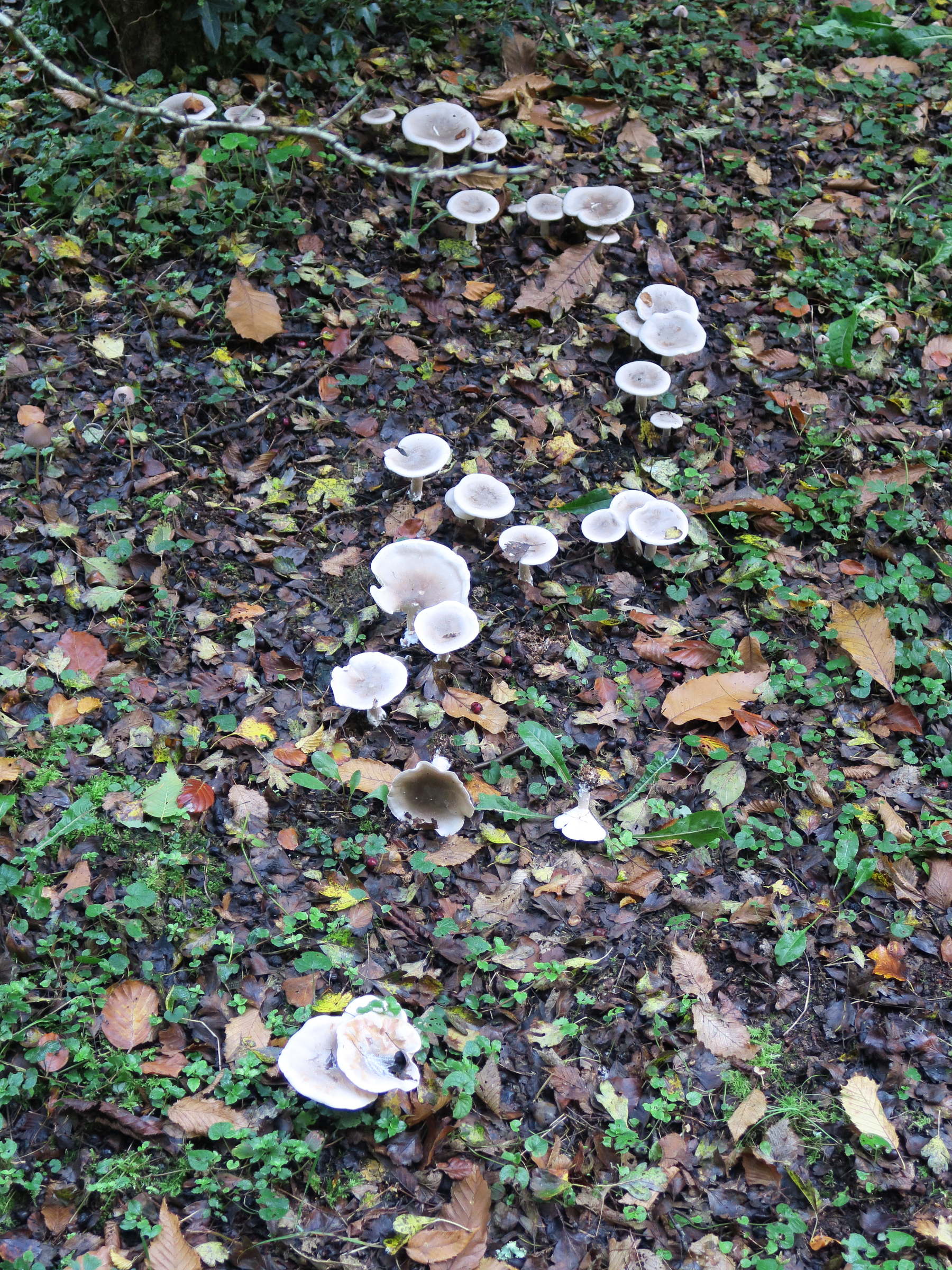 Afficher le média clitocybe_gibba1md clitocybe_gibba1md