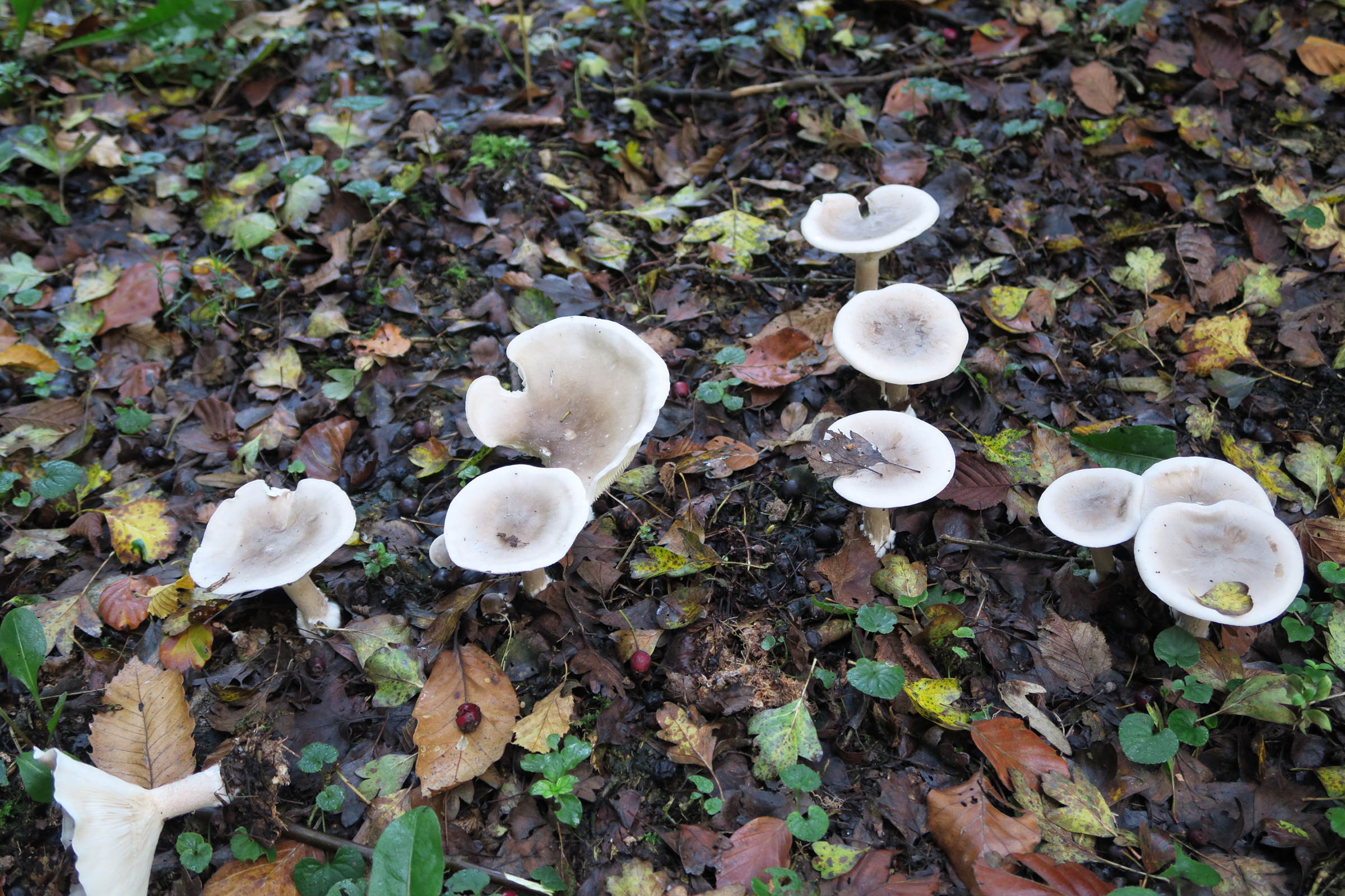 Afficher le média clitocybe_gibba2md clitocybe_gibba2md