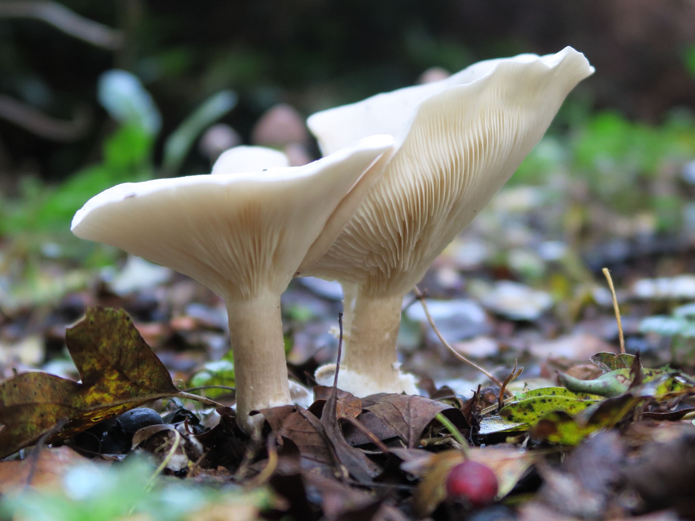 Afficher le média clitocybe_gibba3md clitocybe_gibba3md