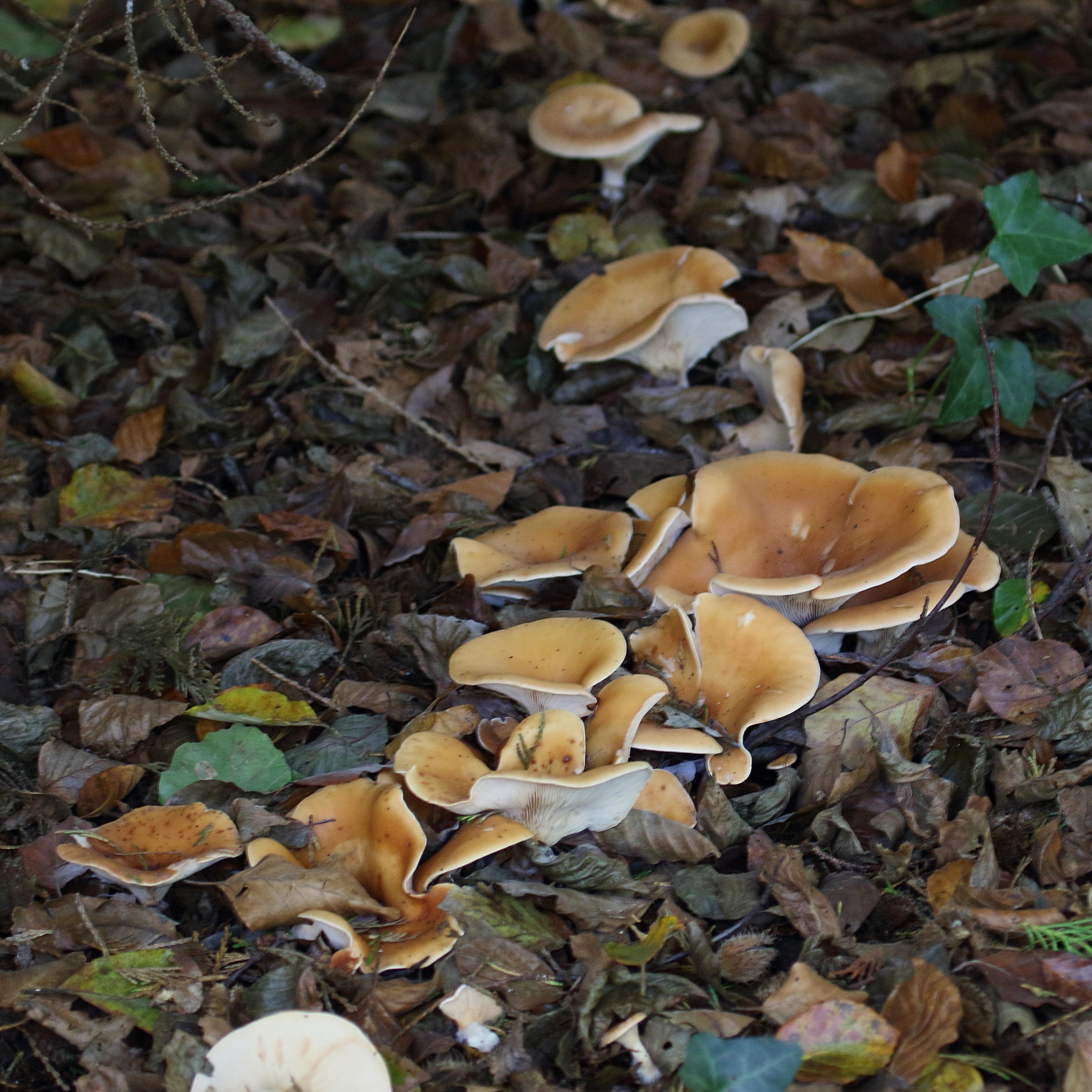 Afficher le média clitocybe_gibba4bd clitocybe_gibba4bd