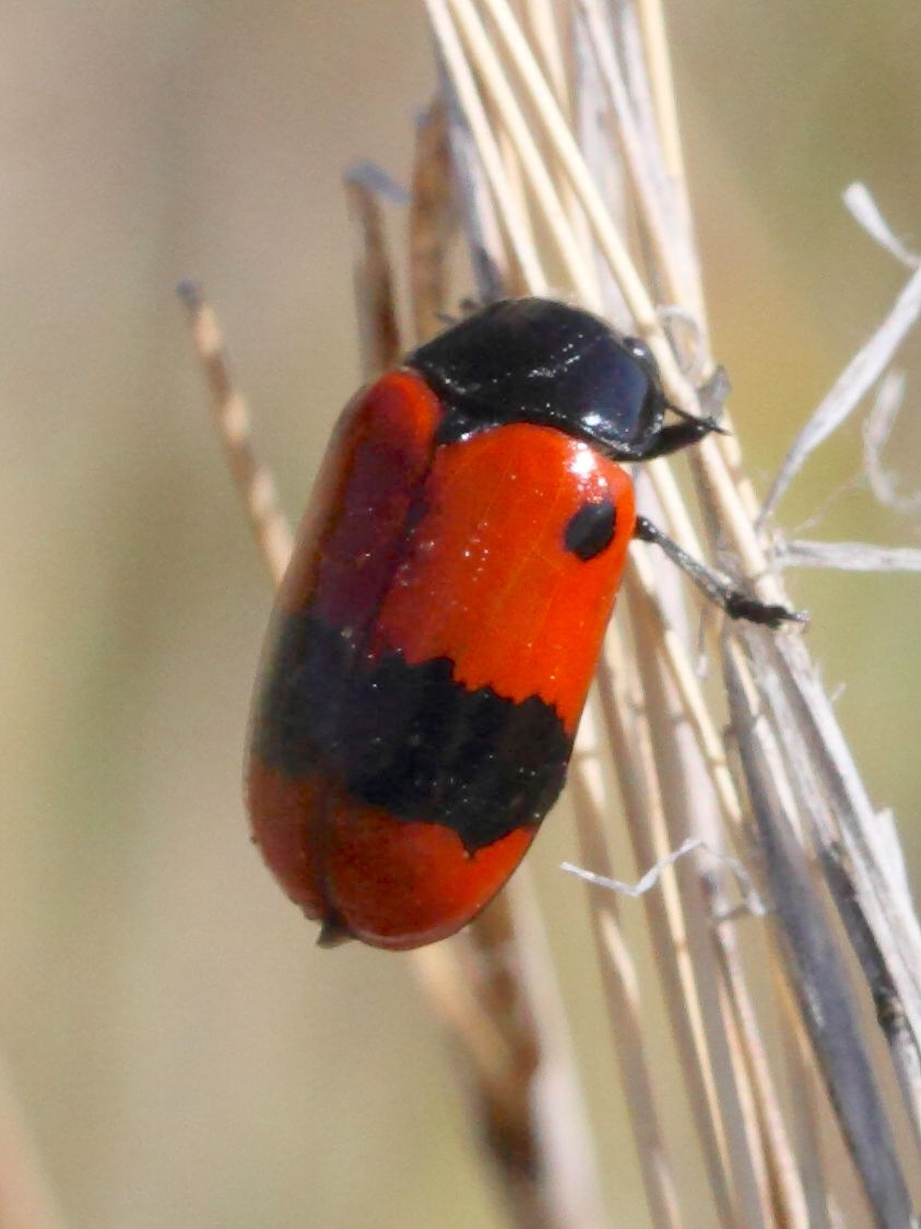 clytra_binominata1bd