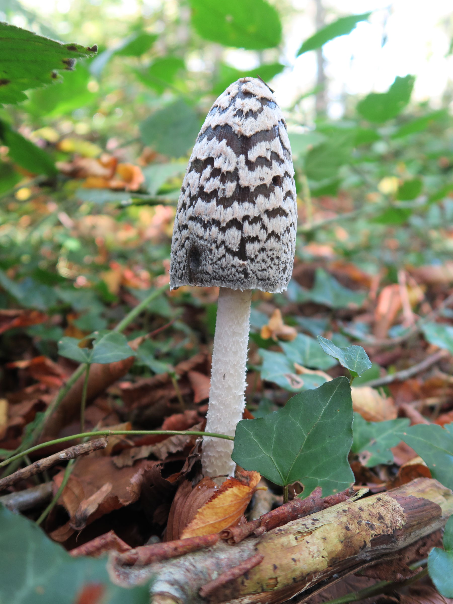 coprinopsis_picacea1md