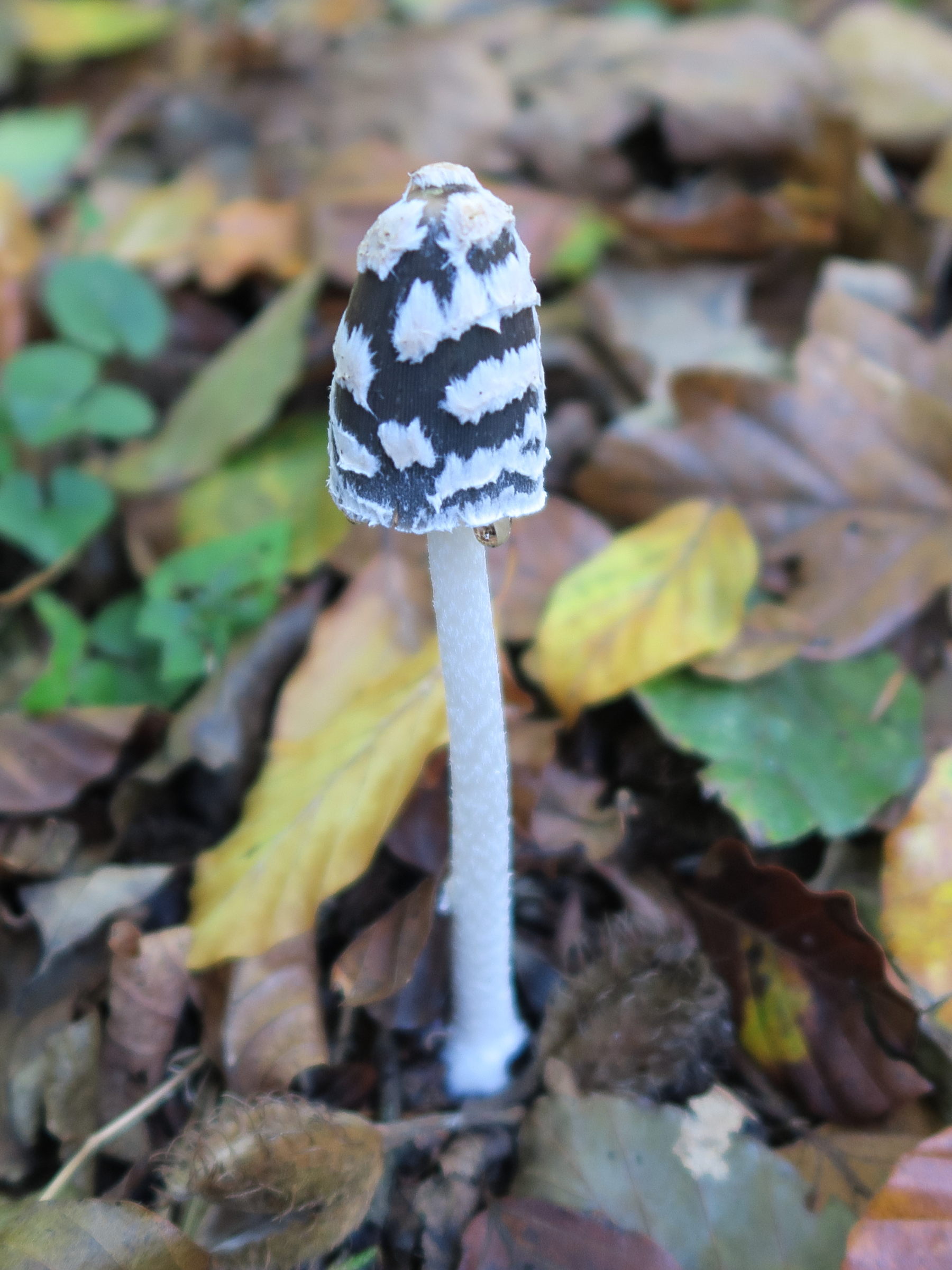 coprinopsis_picacea2md