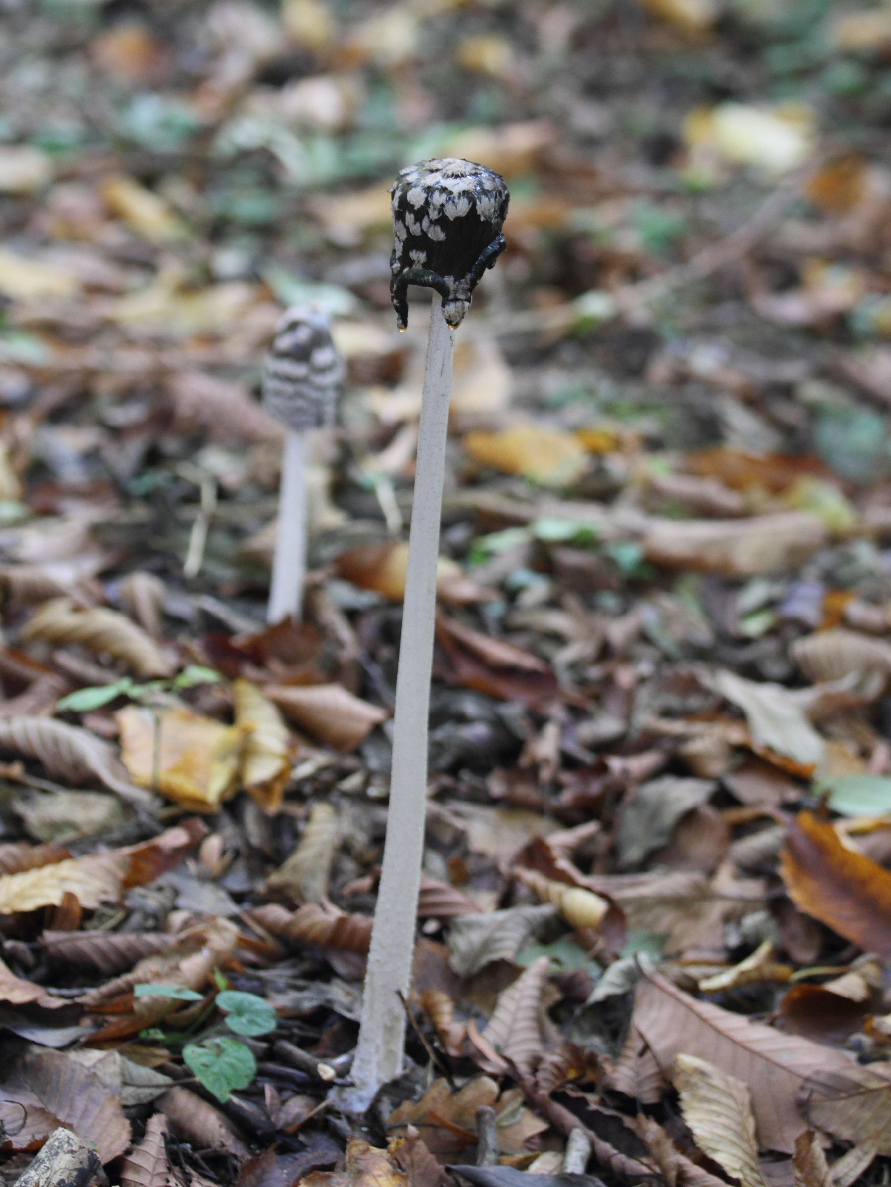 coprinopsis_picacea3md