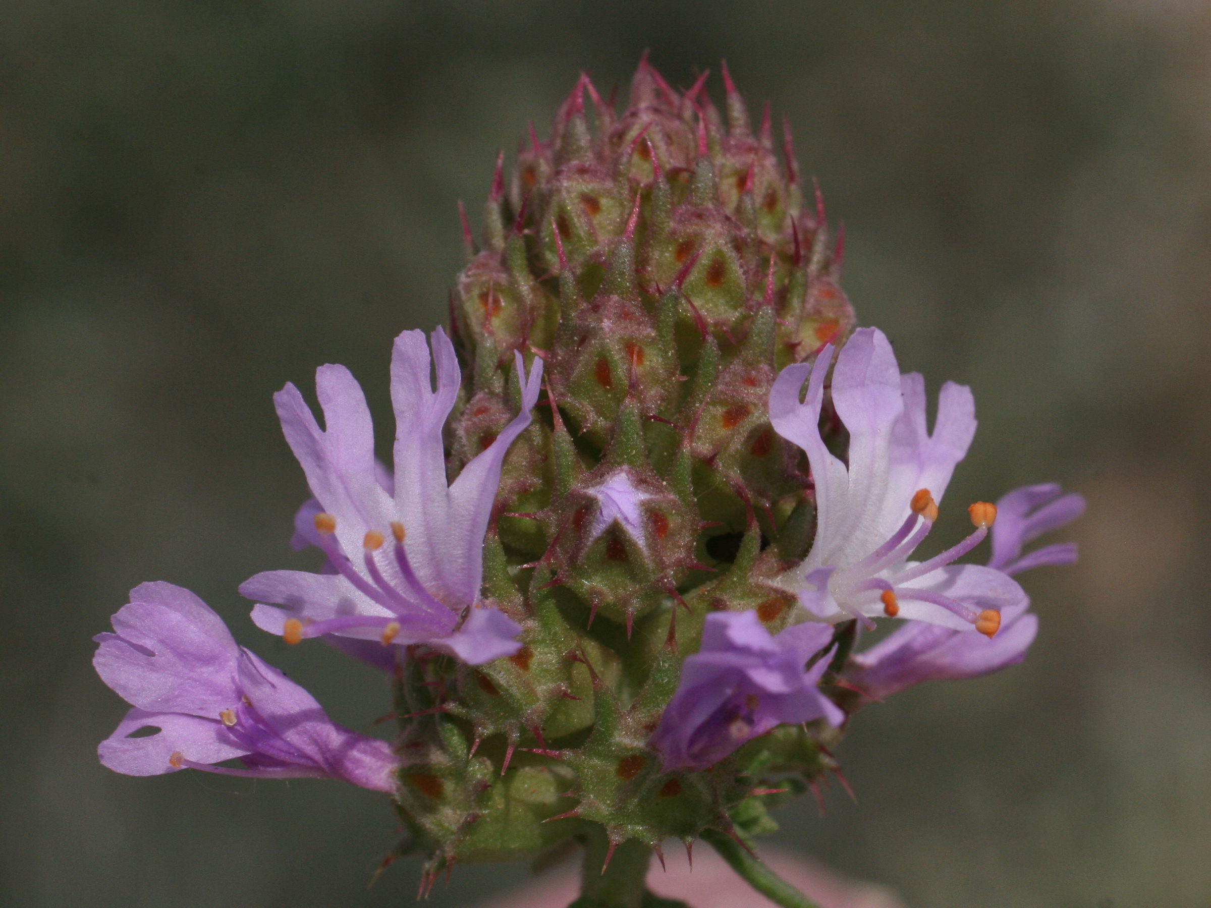 Afficher le média coris_monspelliensis2md coris_monspelliensis2md