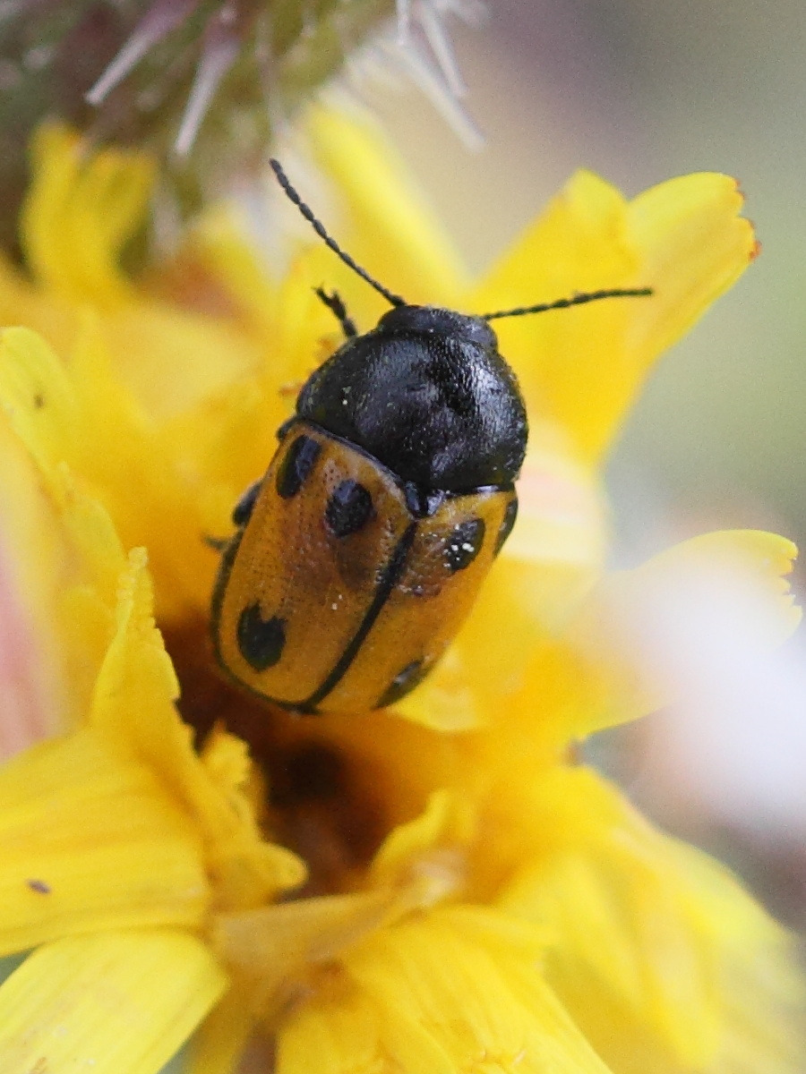 Afficher le média cryptocephalus_rugicollis1bd cryptocephalus_rugicollis1bd