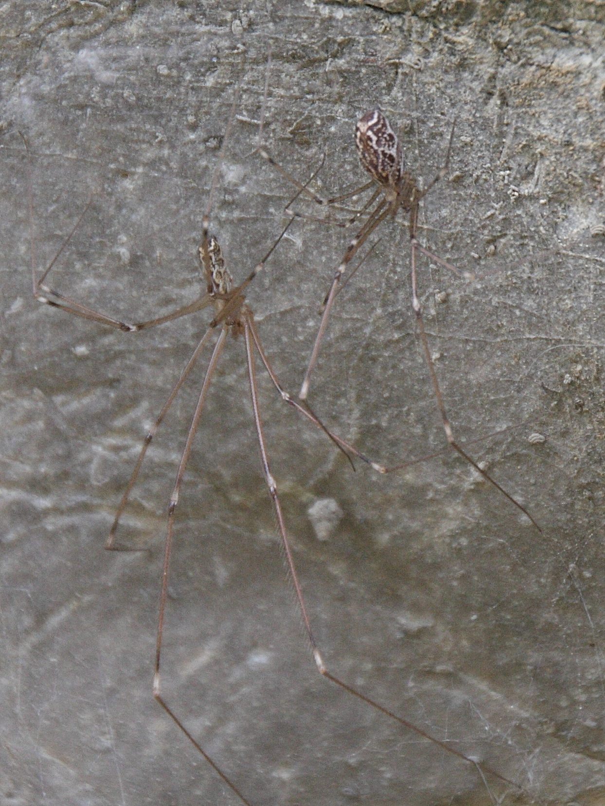 holocnemus_pluchei1bd