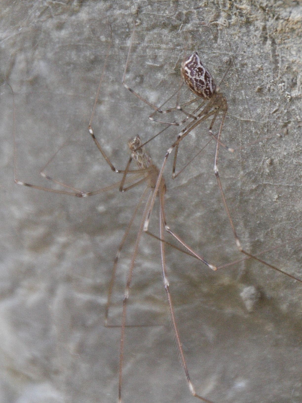 holocnemus_pluchei2bd