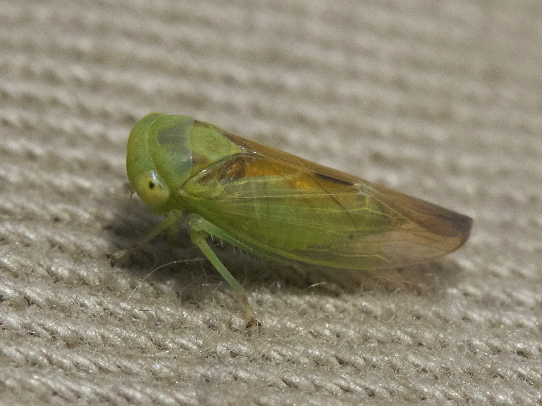 idiocerus_cf_nitidissimus1md