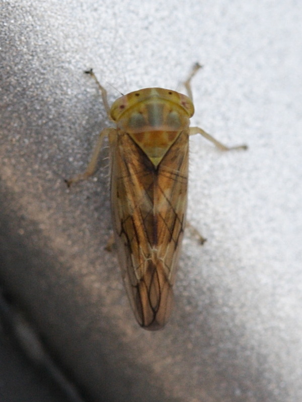 idiocerus_tremulae1md