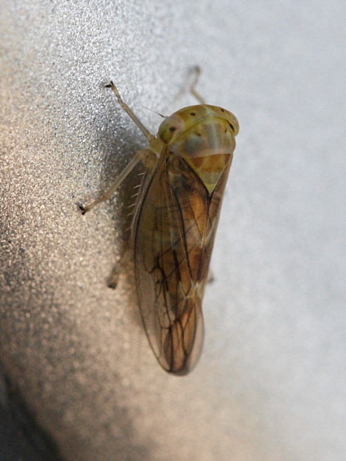 idiocerus_tremulae2md