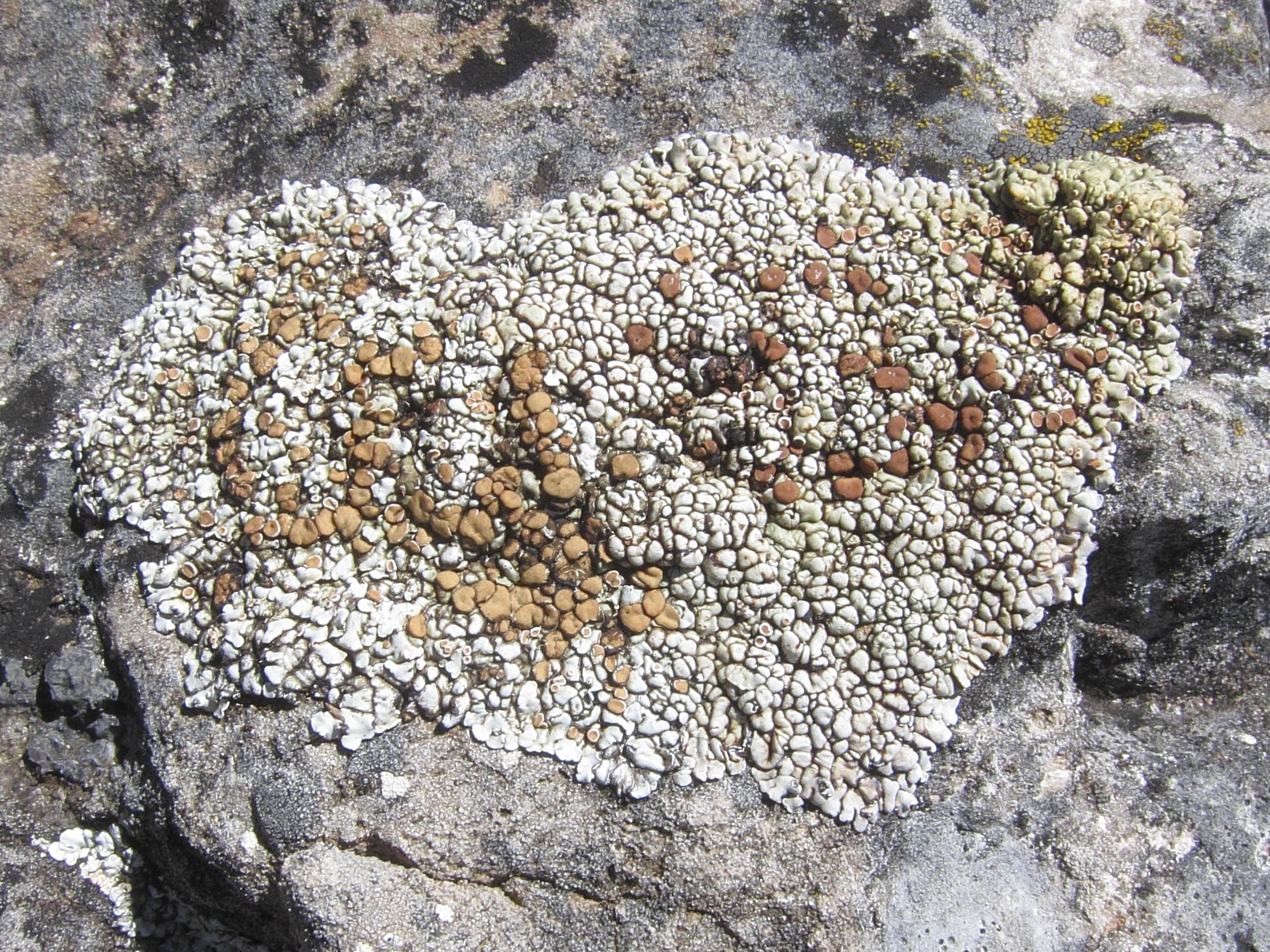 lecanora_frustulosa1bd
