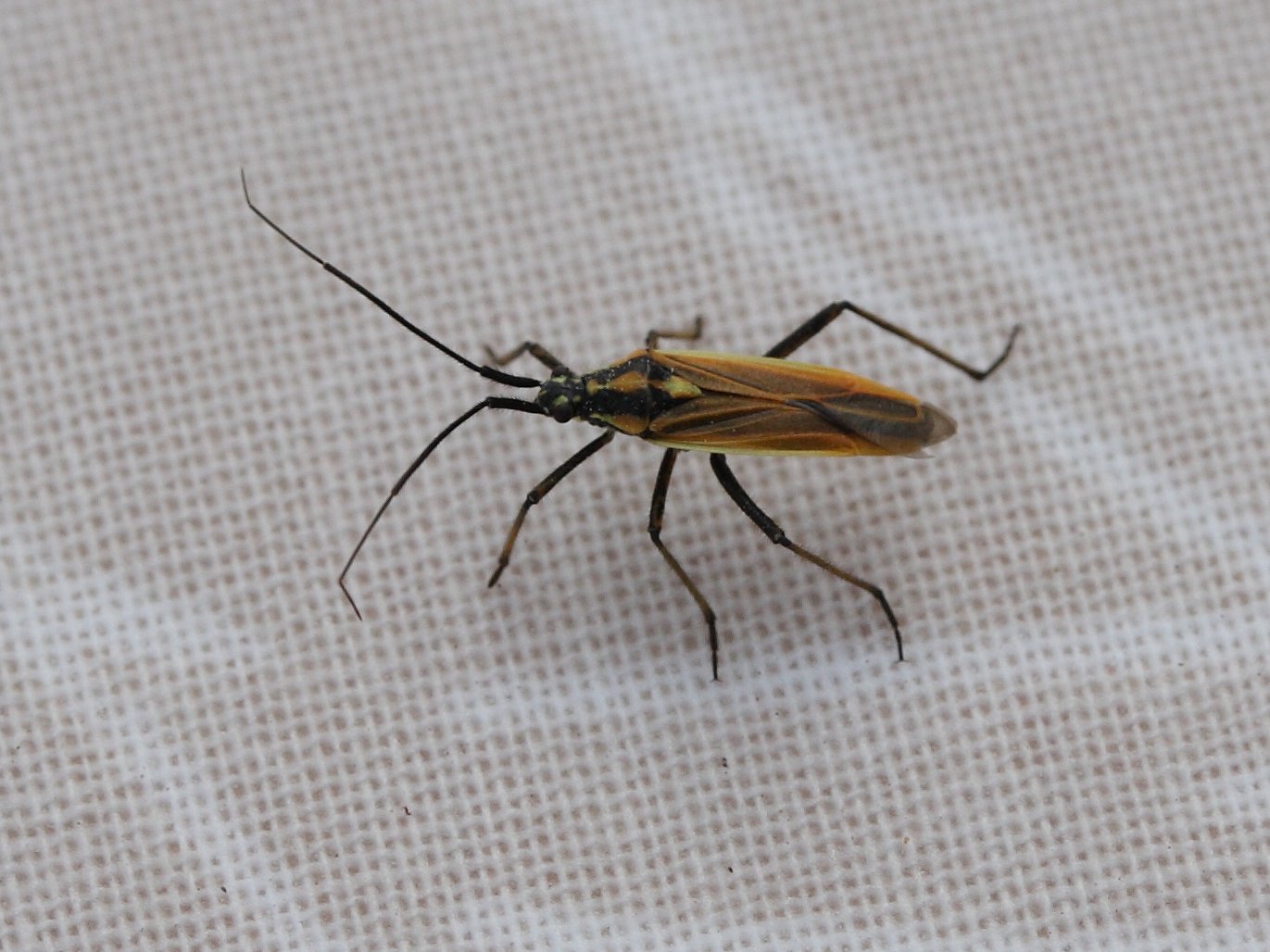 leptopterna_dolabrata1bd