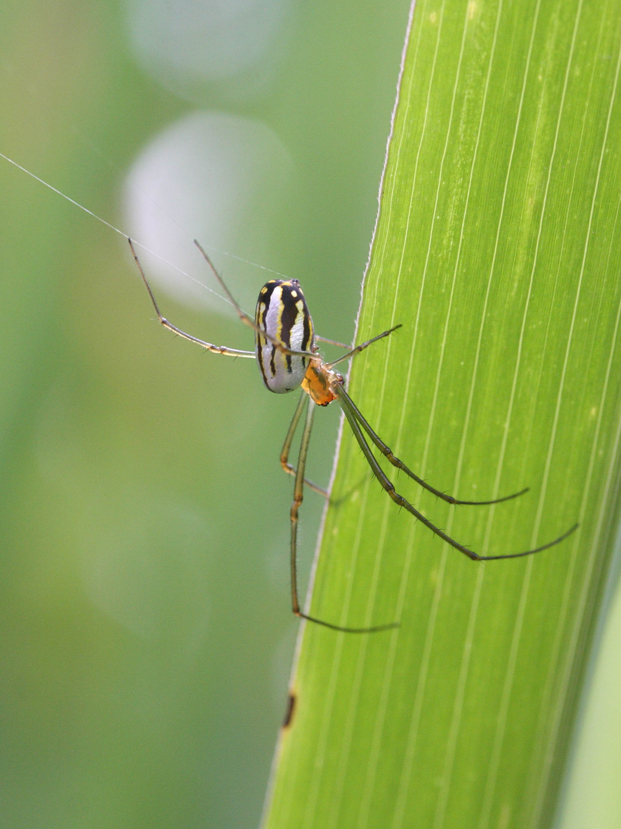 leucauge_argyra1md