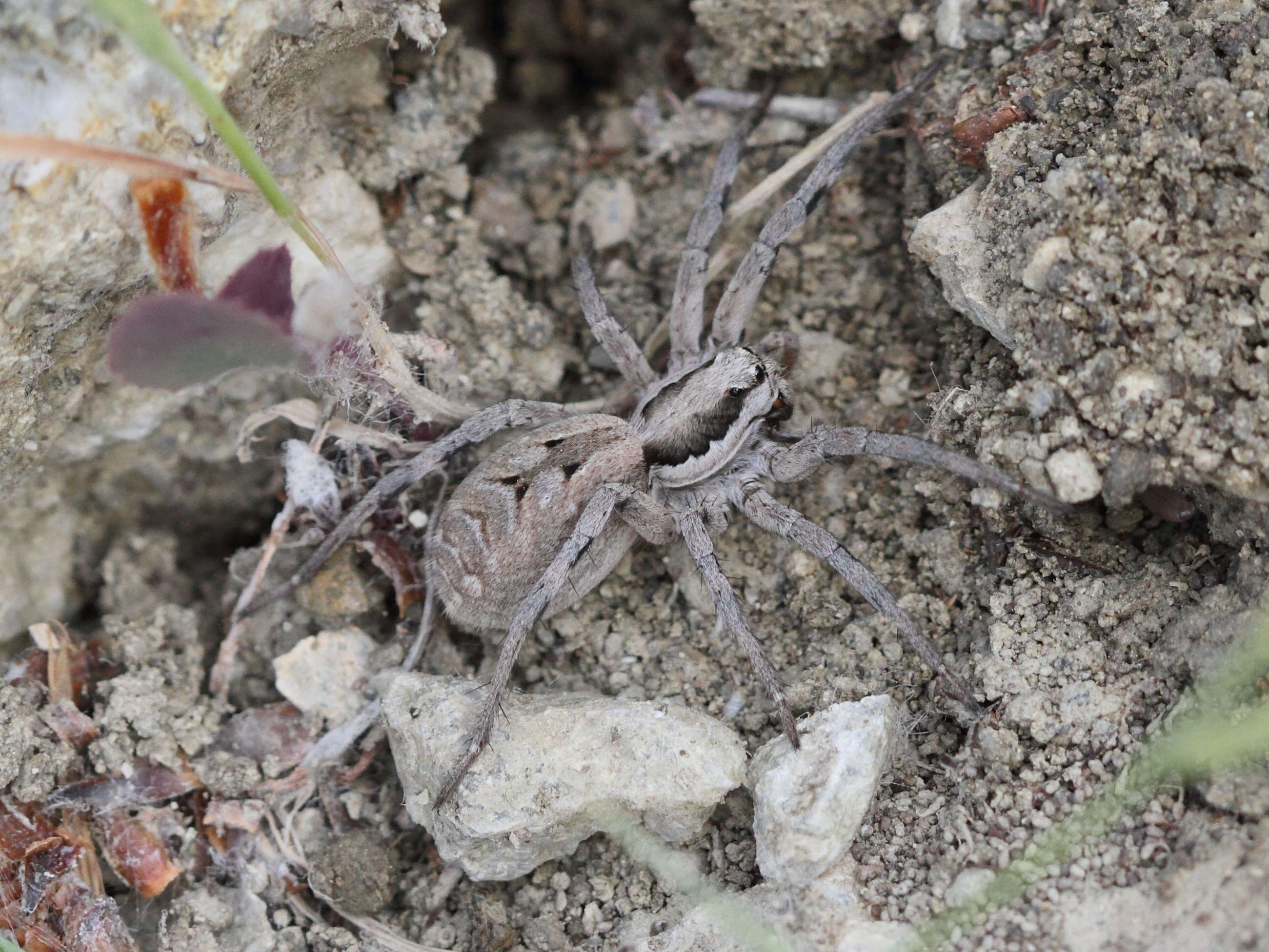 lycosa_praegrandis1bd