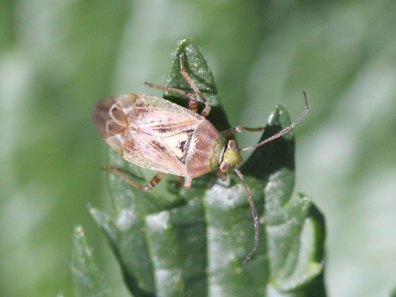 lygus_rugulipennis1md