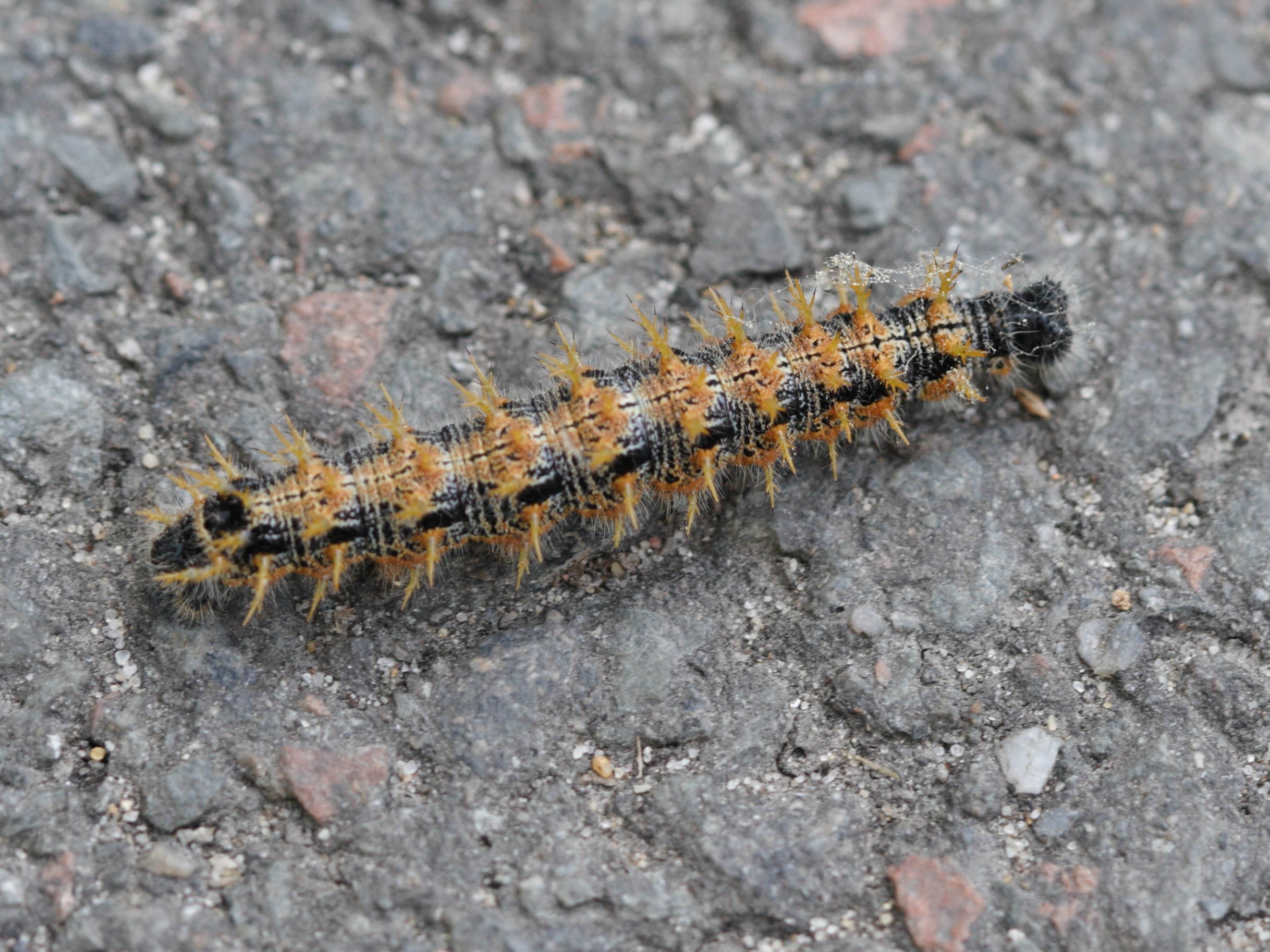 nymphalis_polychloros_ch1bd