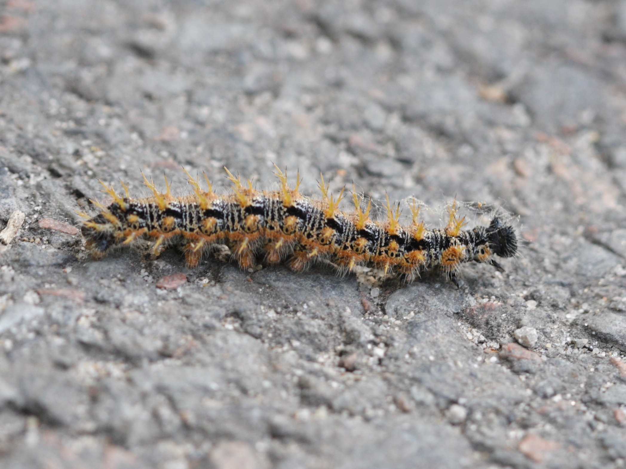 nymphalis_polychloros_ch2bd