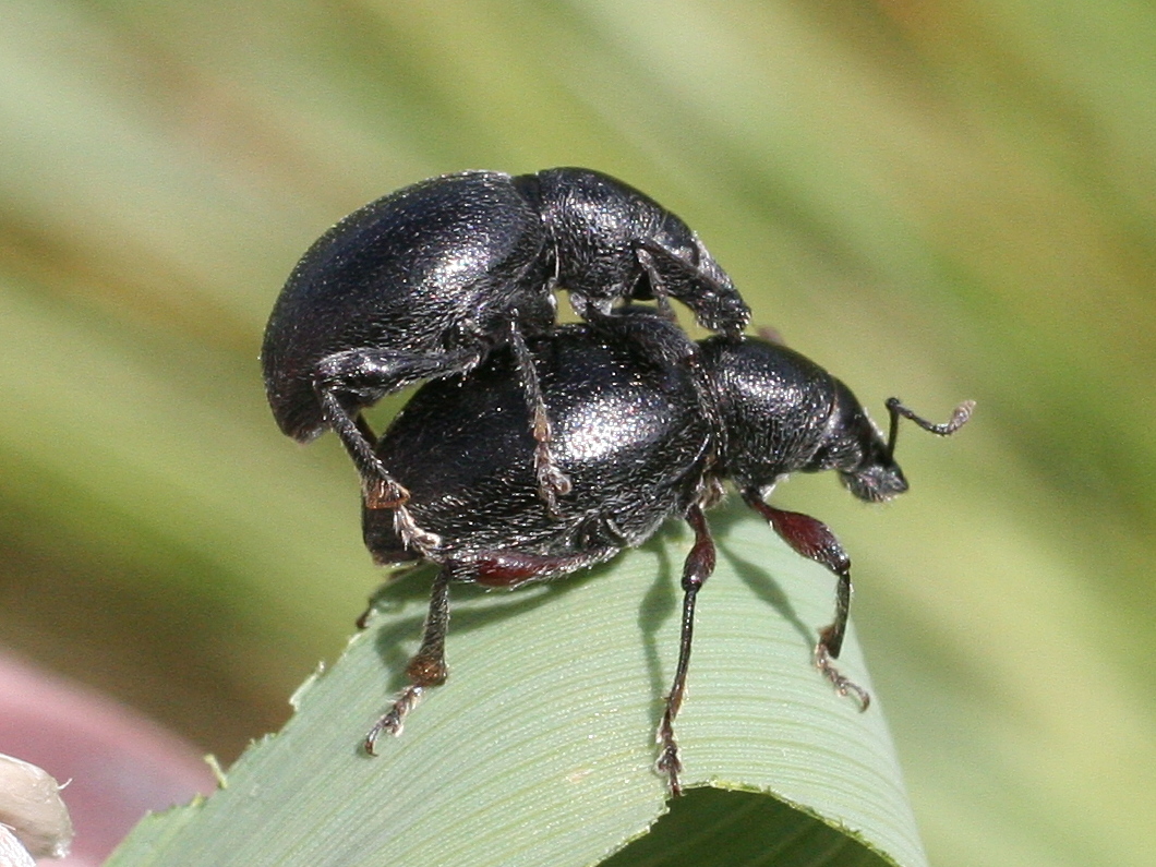 otiorhynchus_atroapterus1md