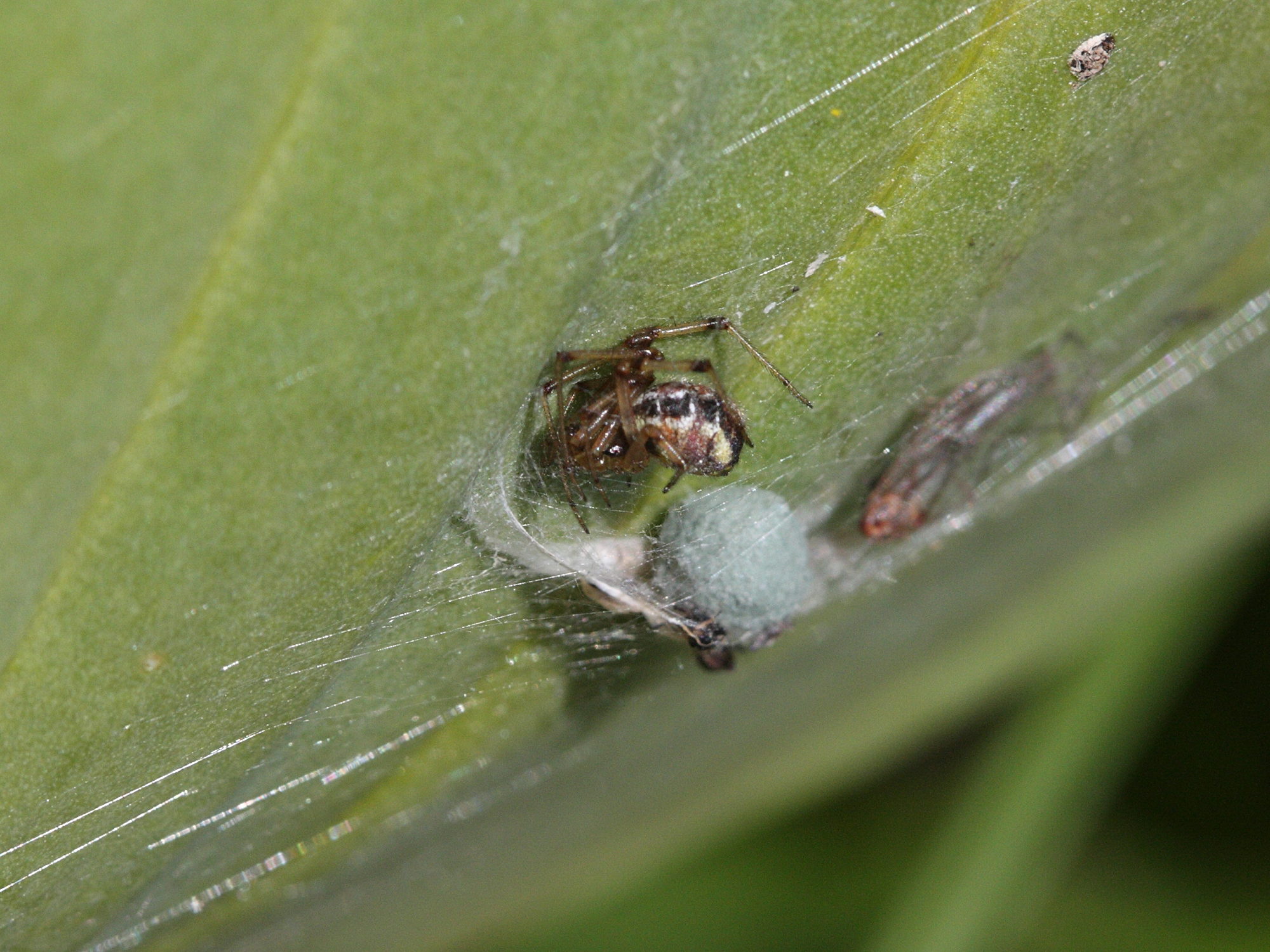 phylloneta_sisyphia2bd