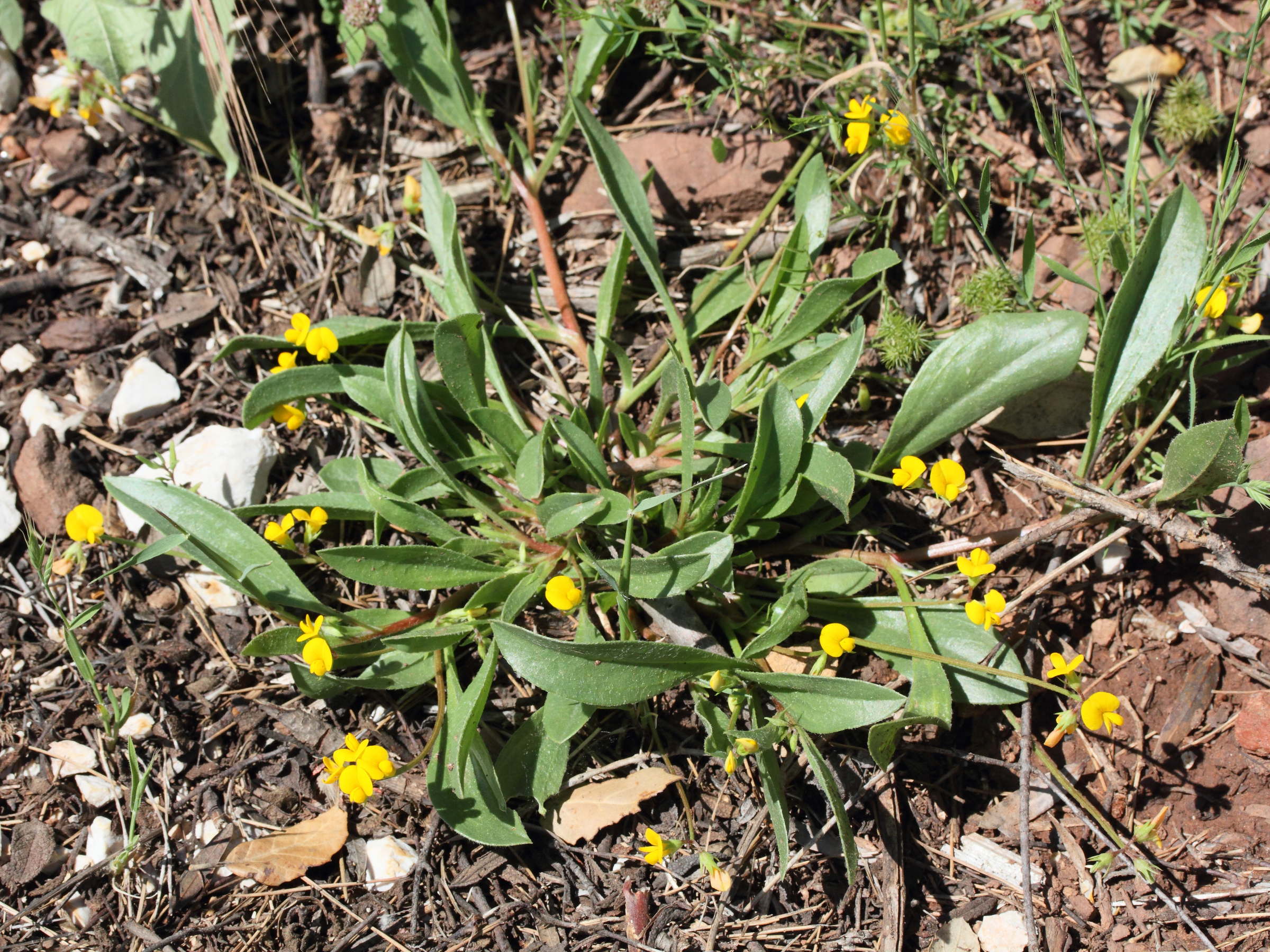 Afficher le média scorpiurus_subvillosus1md scorpiurus_subvillosus1md