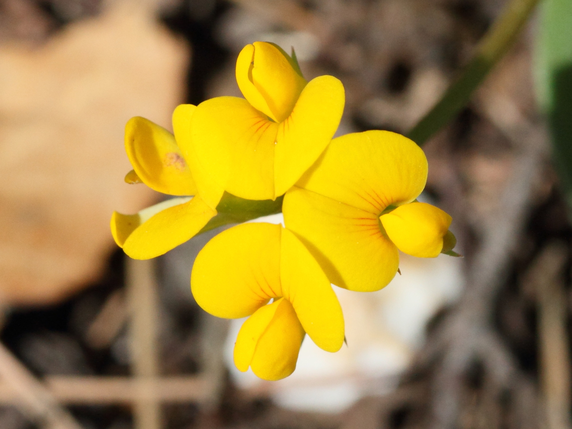 Afficher le média scorpiurus_subvillosus2md scorpiurus_subvillosus2md