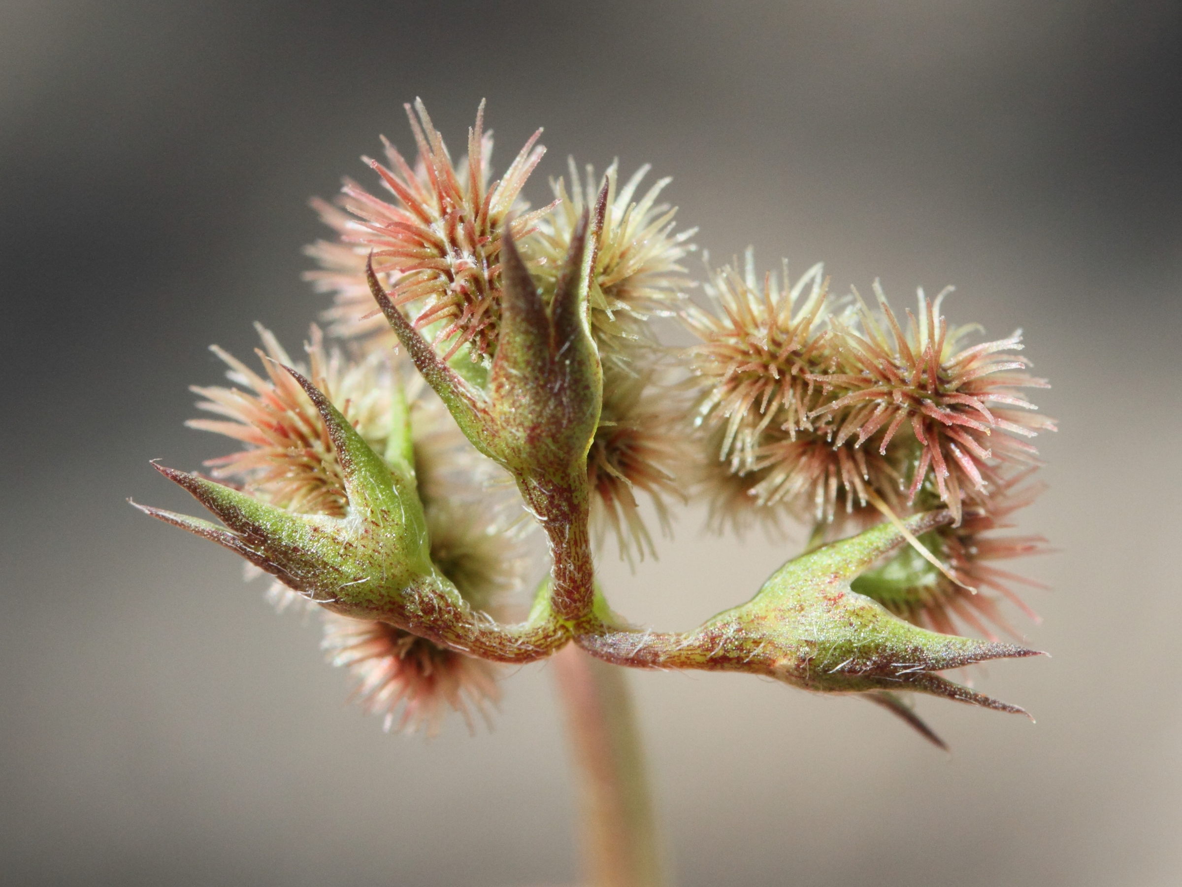 Afficher le média scorpiurus_subvillosus3md scorpiurus_subvillosus3md