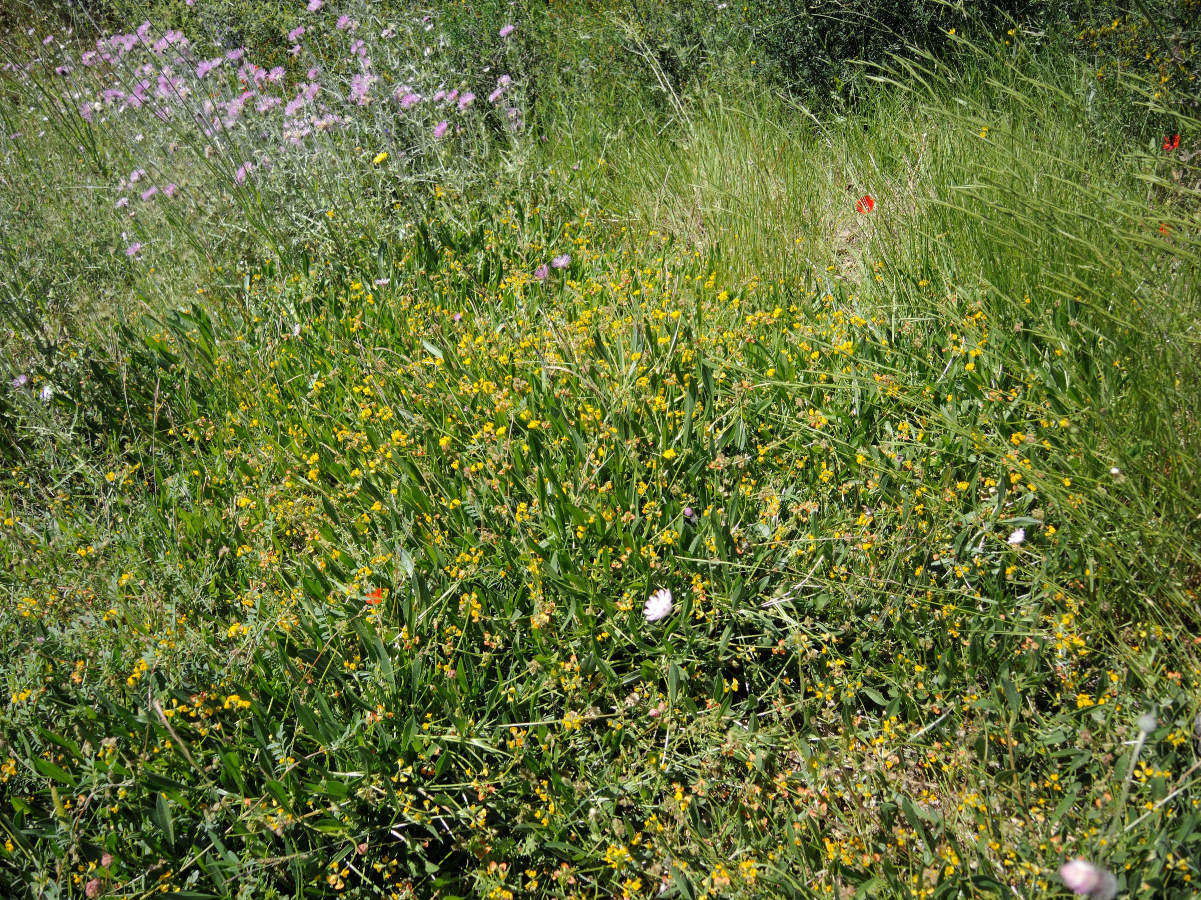 Afficher le média scorpiurus_subvillosus4md scorpiurus_subvillosus4md