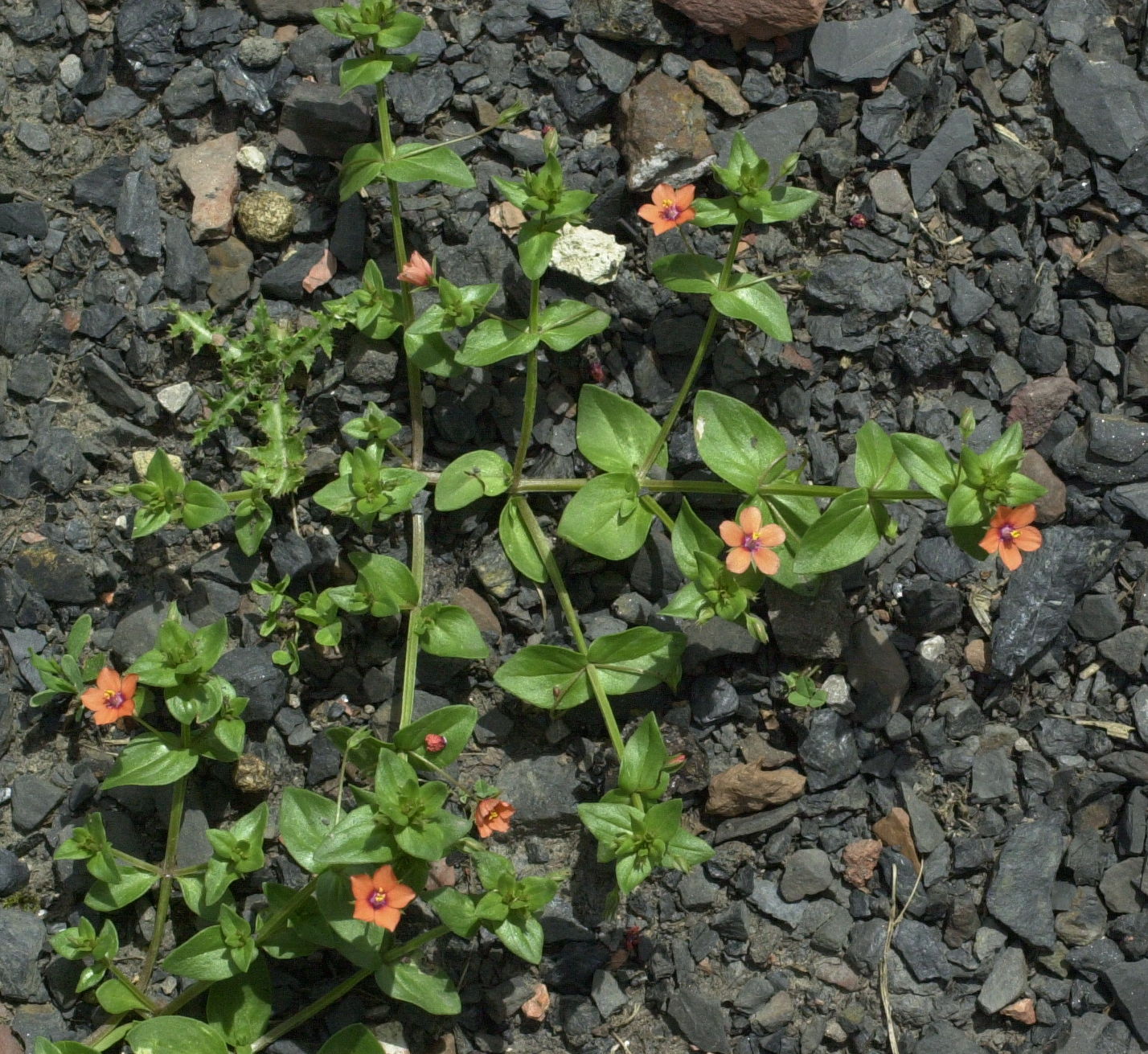 anagallis_arvensis1md