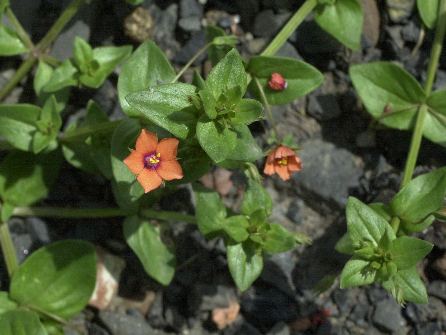 anagallis_arvensis2md
