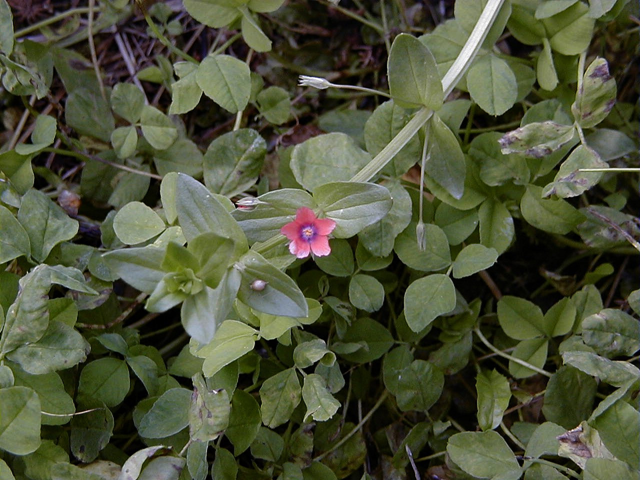 anagallis_arvensis3md