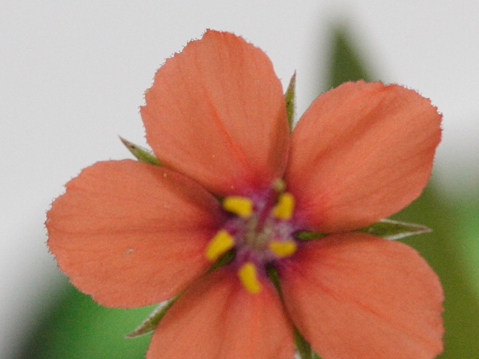 anagallis_arvensis4amd