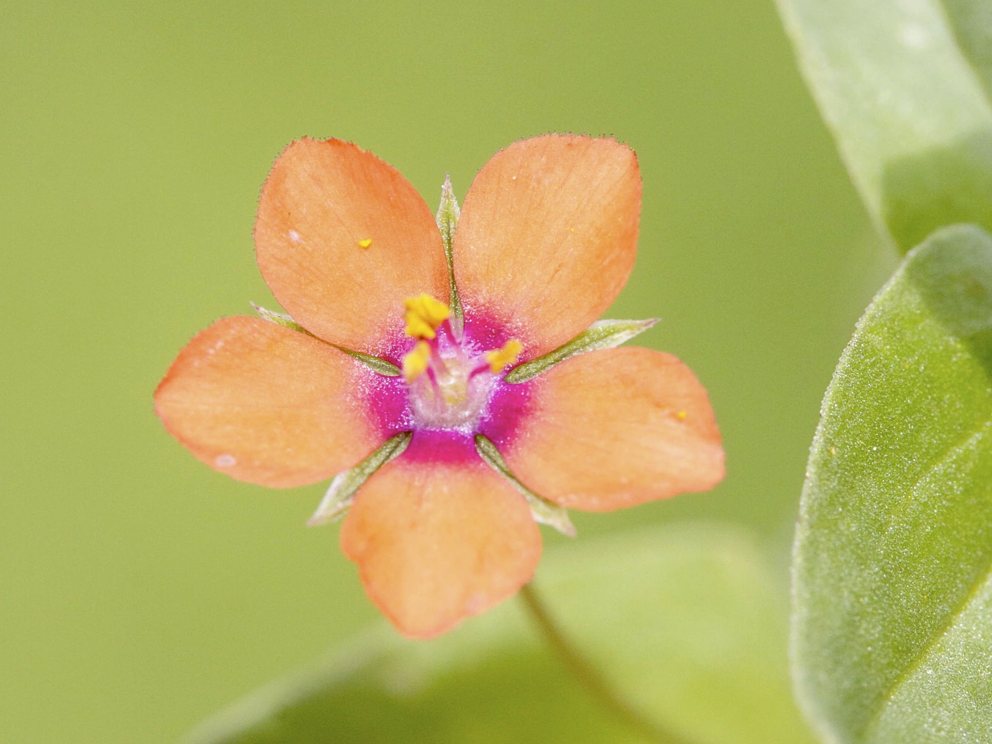 anagallis_arvensis4bmd