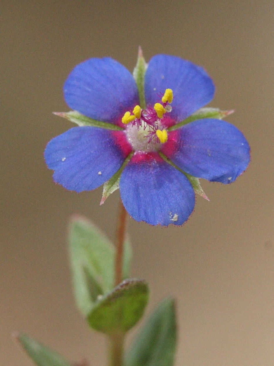 anagallis_arvensis5md