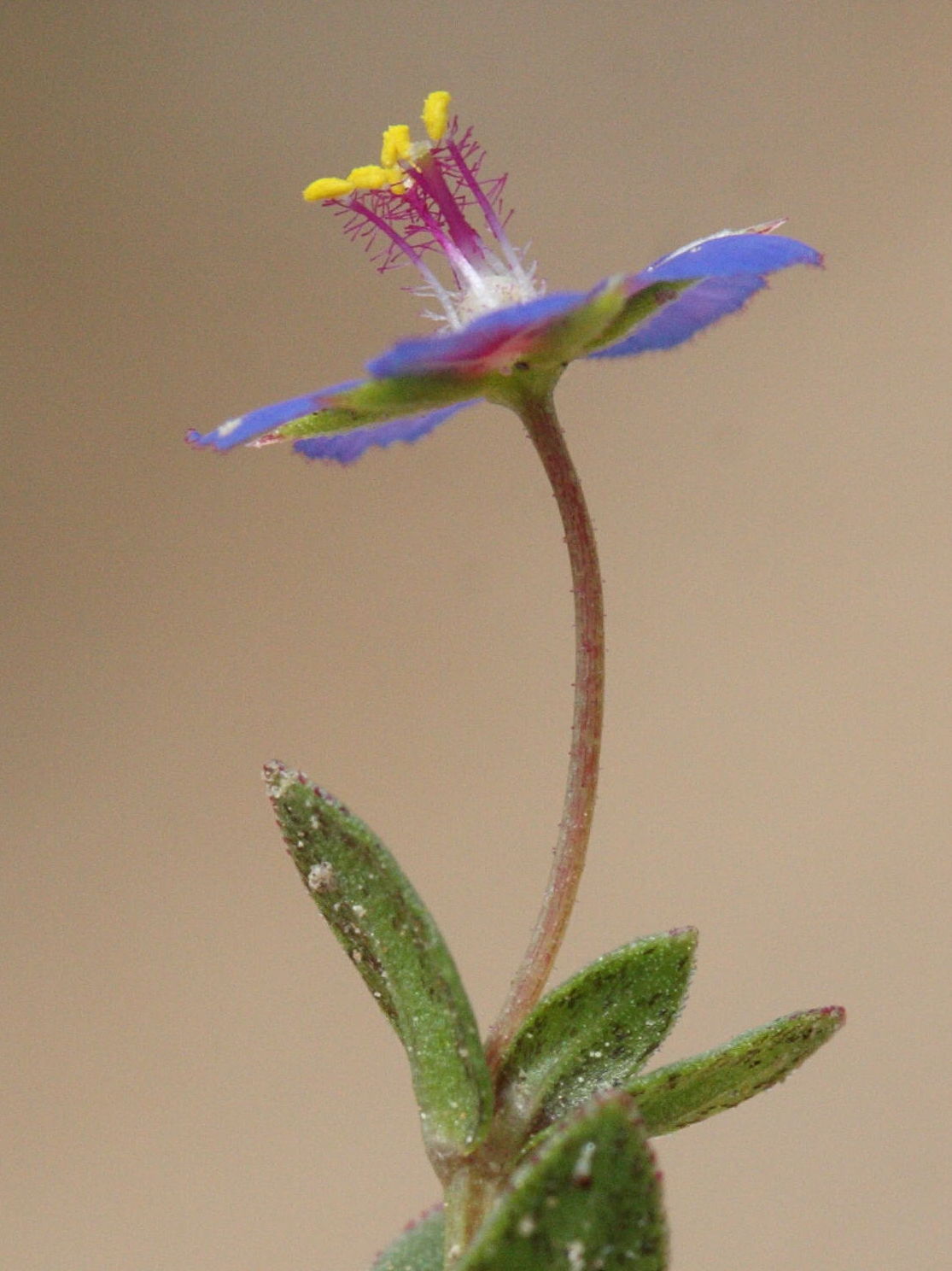anagallis_arvensis6md