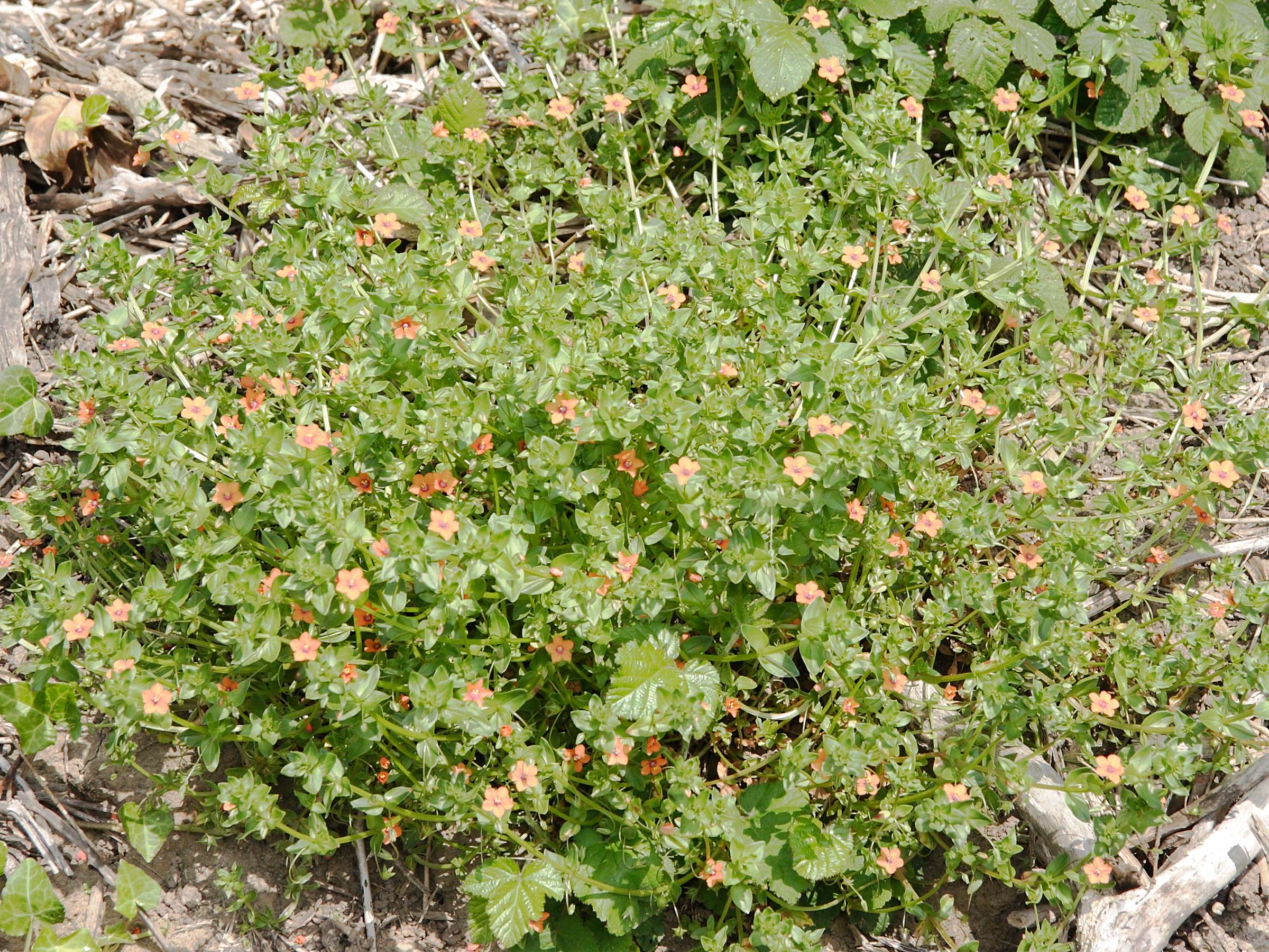 anagallis_arvensis7md
