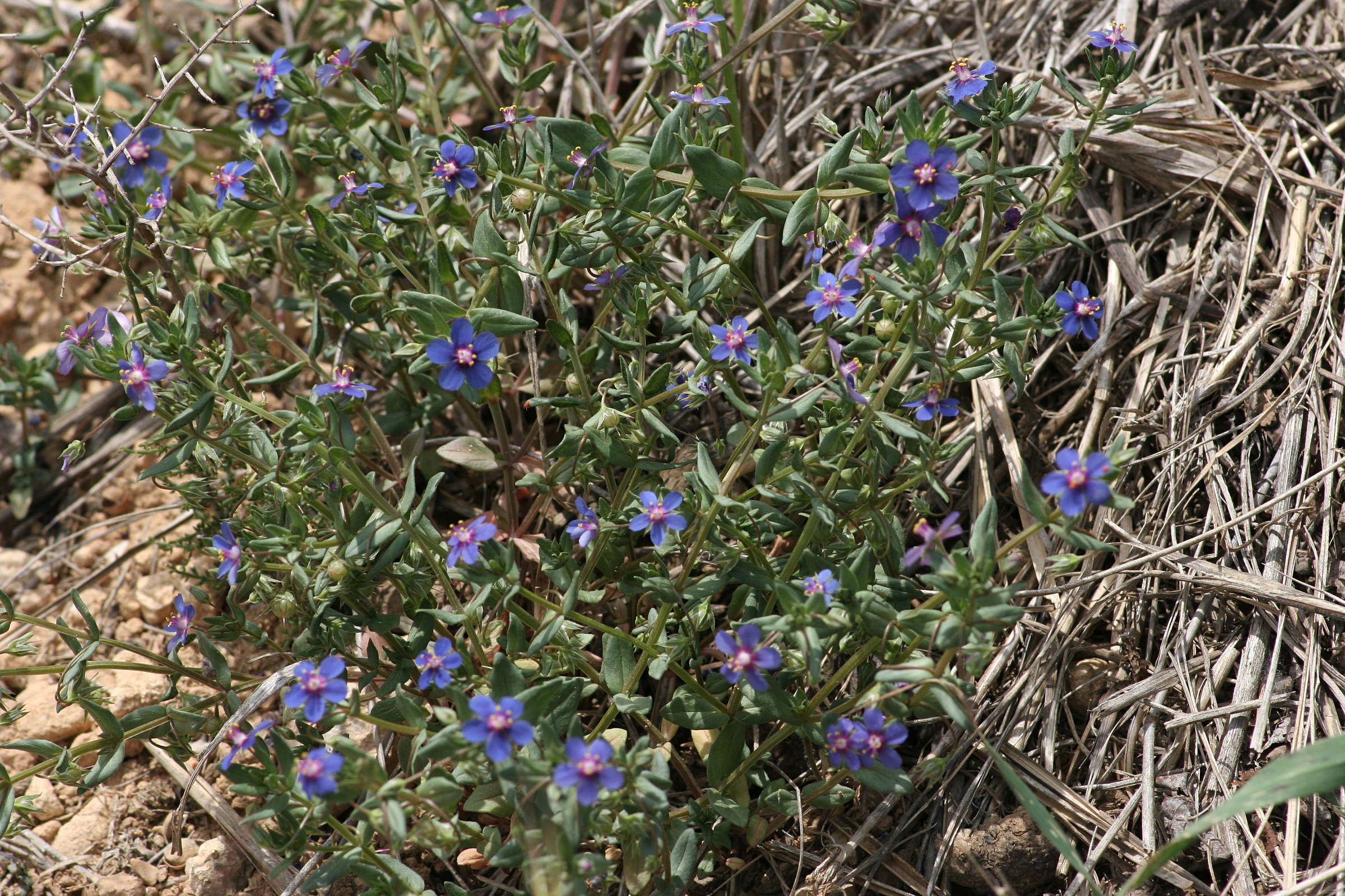 anagallis_foemina1md