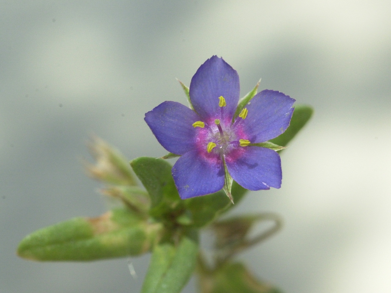 anagallis_foemina2md