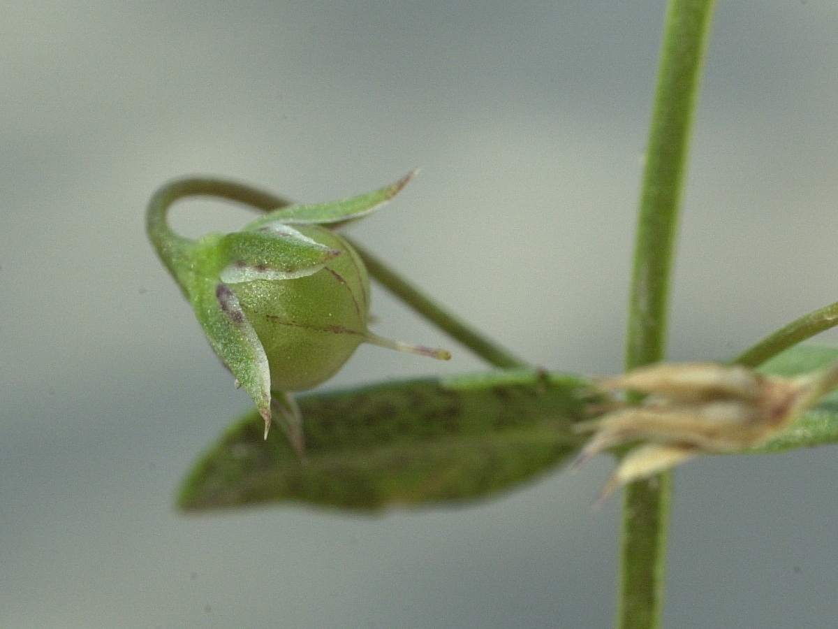 anagallis_foemina3md