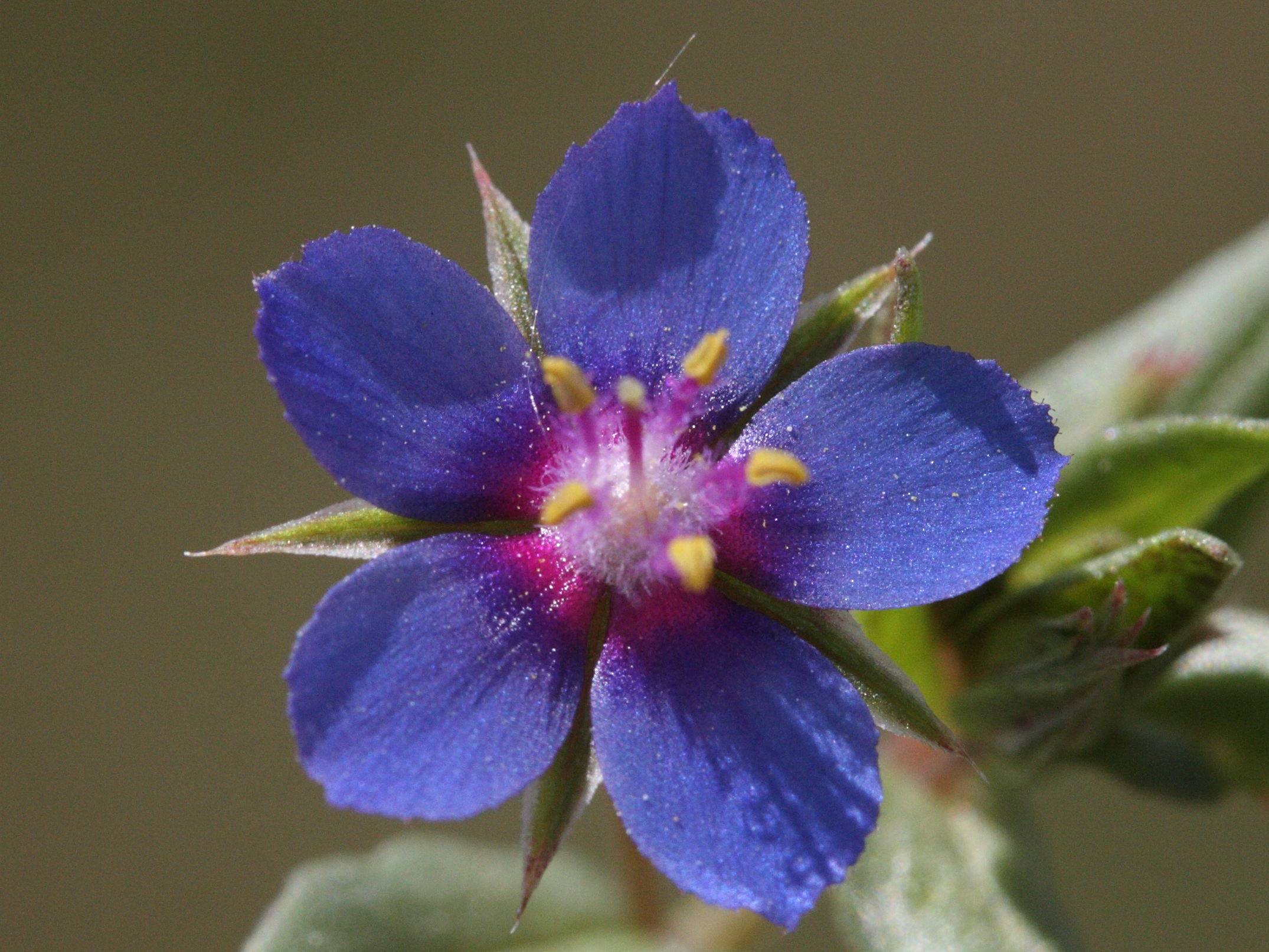 anagallis_foemina4md