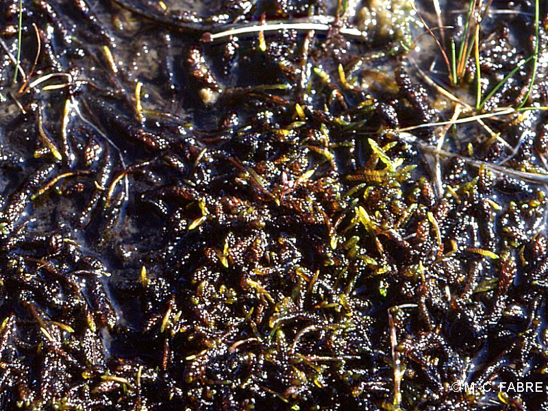 calliergon_trifarium1mcf