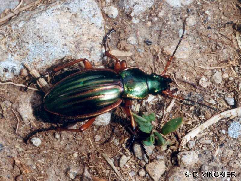 carabus_auratus1dv