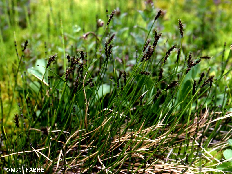 carex_davalliana1mcf