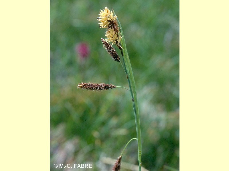 carex_ferruginea1mcf