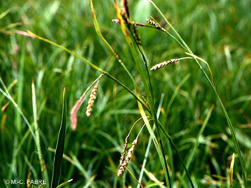 carex_ferruginea2mcf