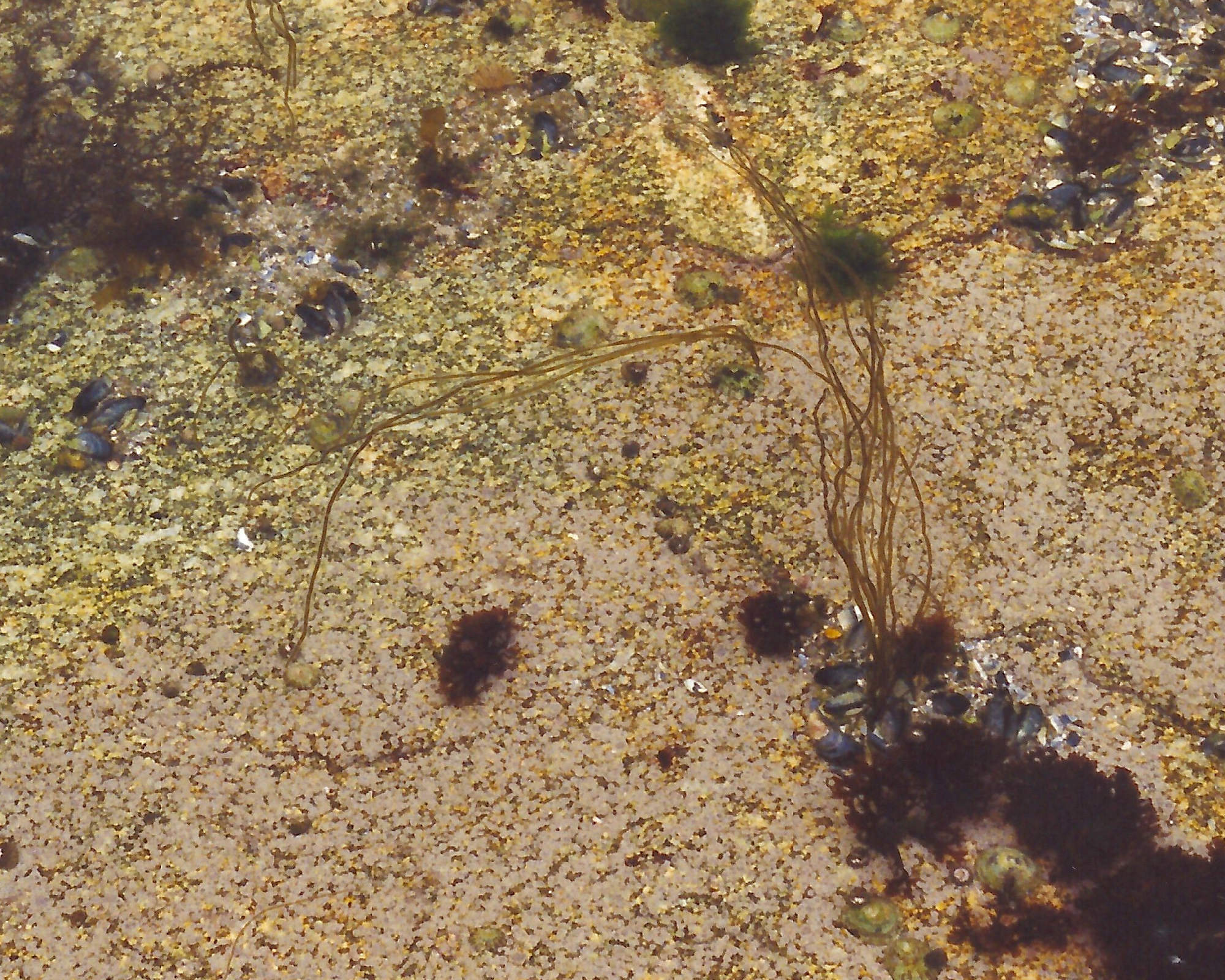 Afficher le média chorda_filum2md chorda_filum2md